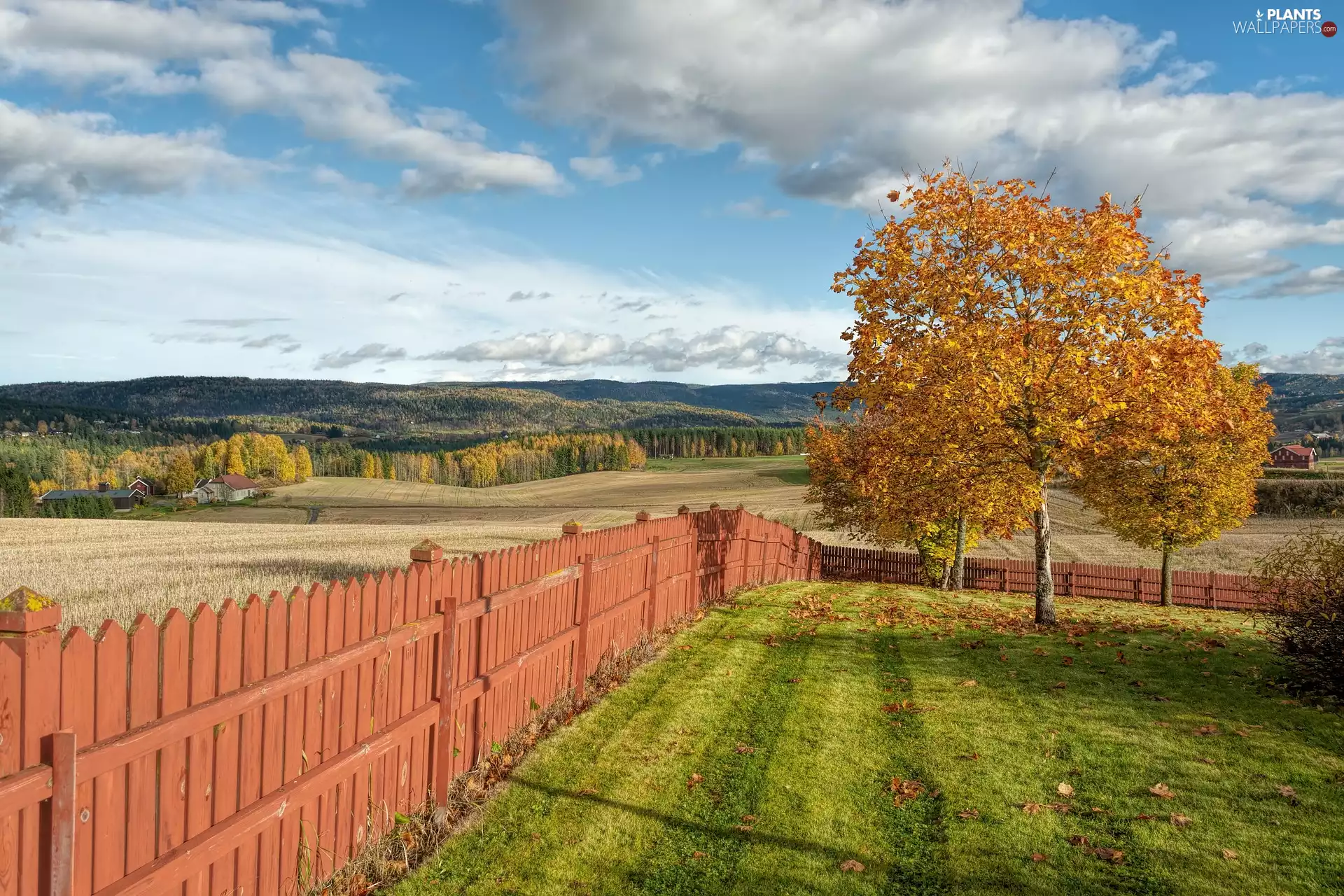 viewes, autumn, Fance, fence, field, trees