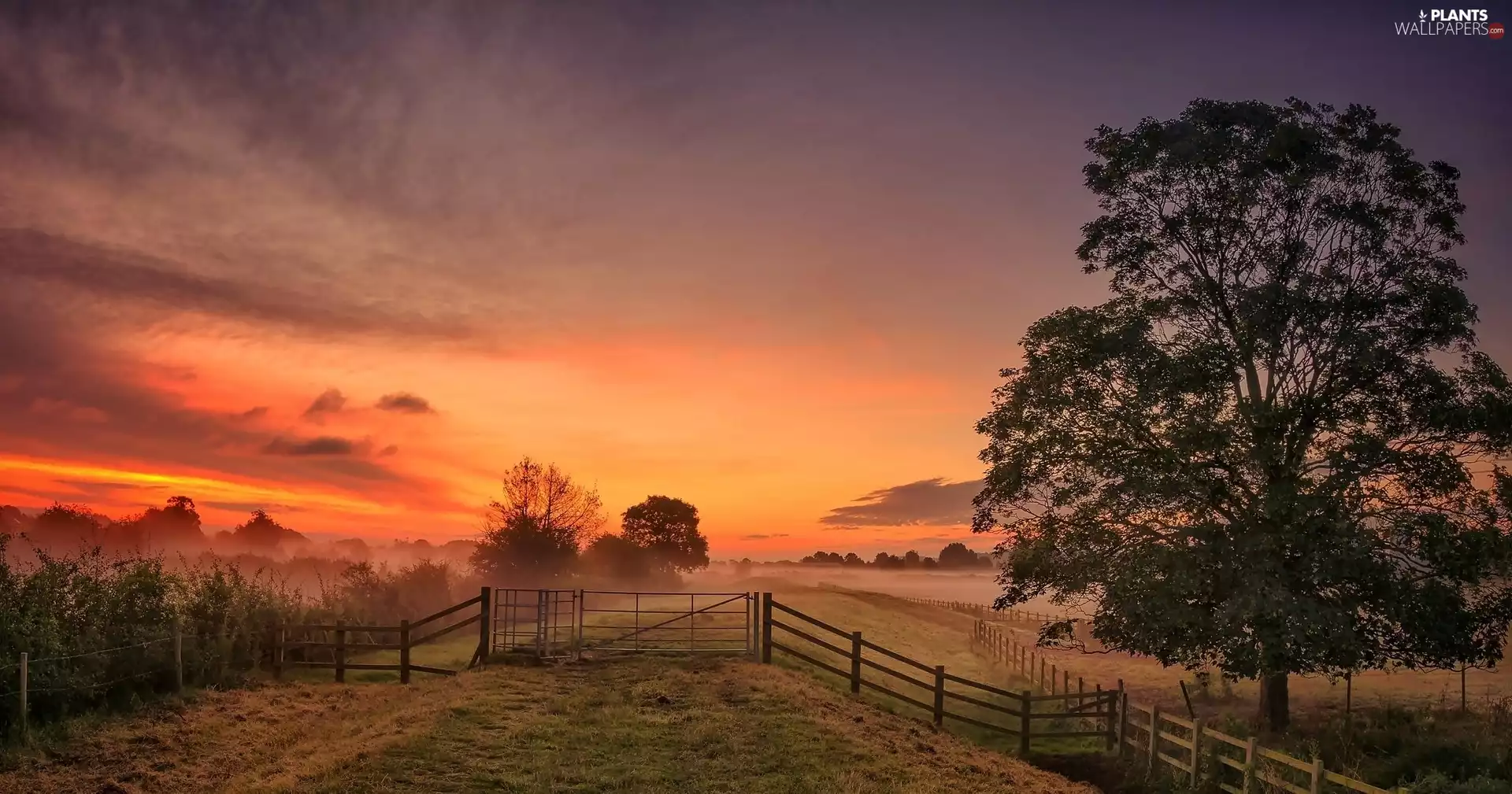 sun, fence, trees, west, Field