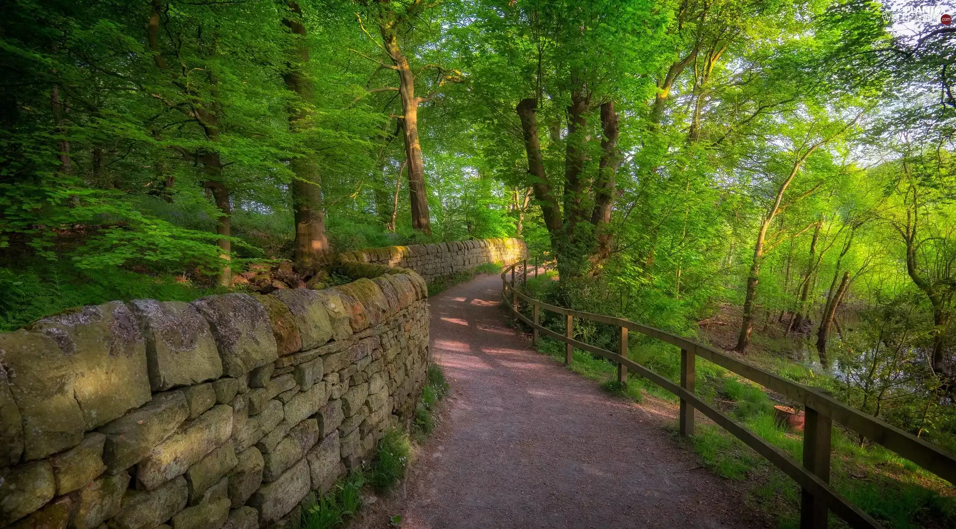 stone, forest, trees, fence, Way, ledge, viewes