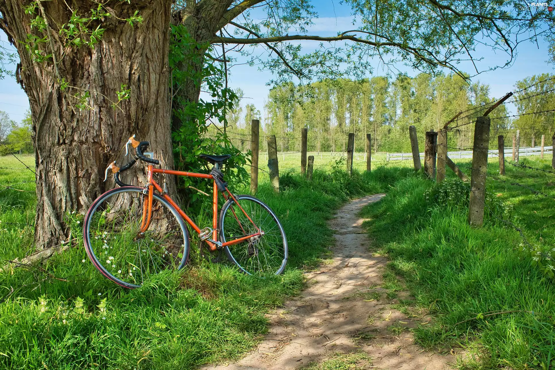 Field, Bike, grass, fence, Path, trees