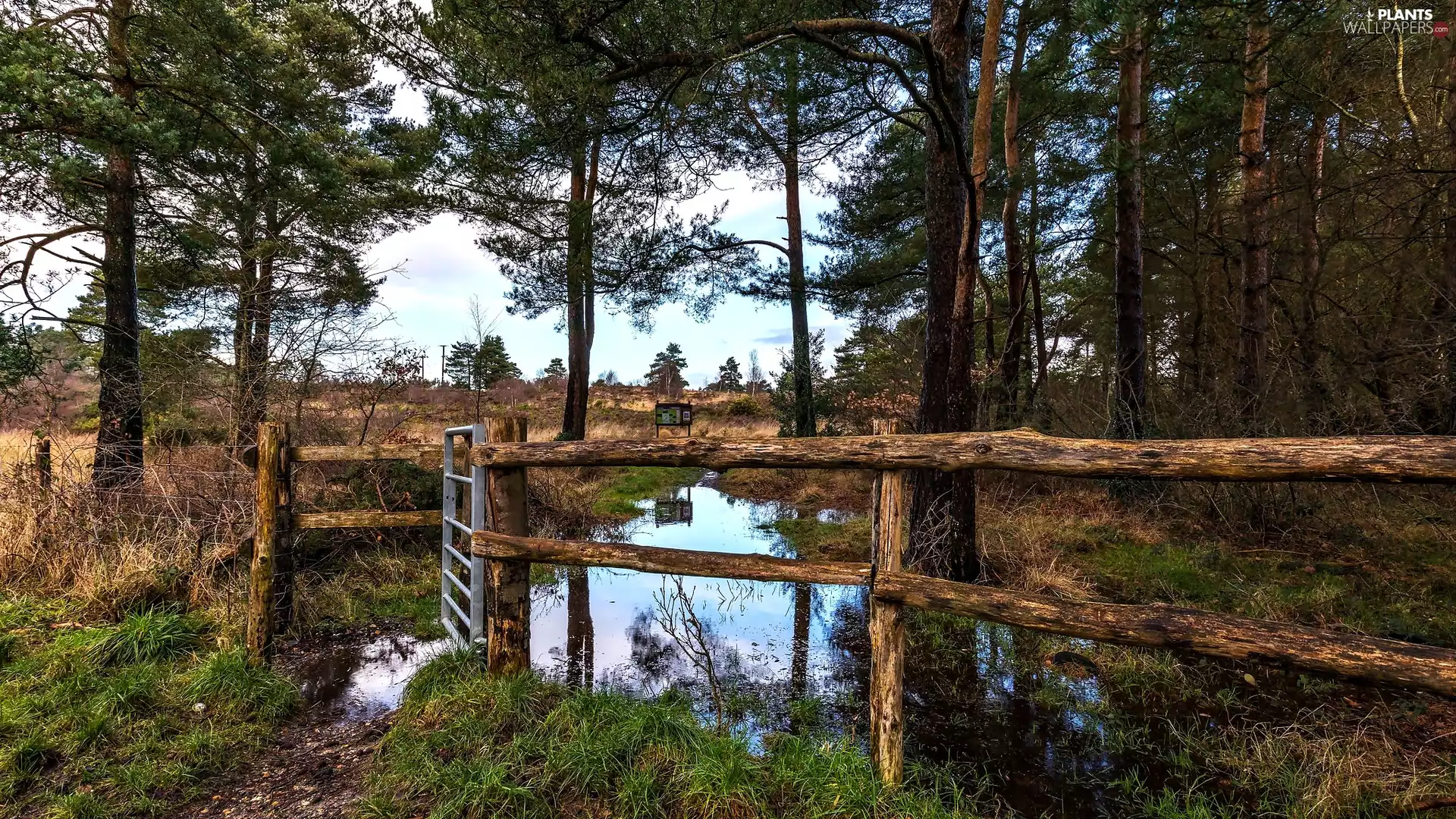 forest, fence, trees, viewes, pool