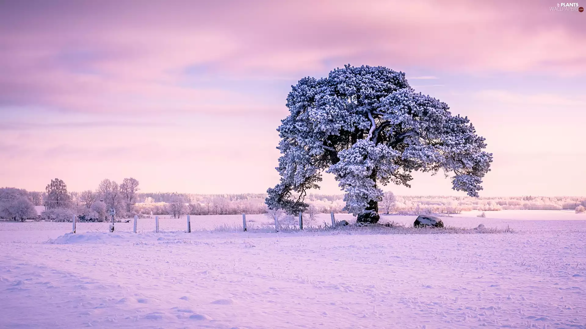fence, snow, trees