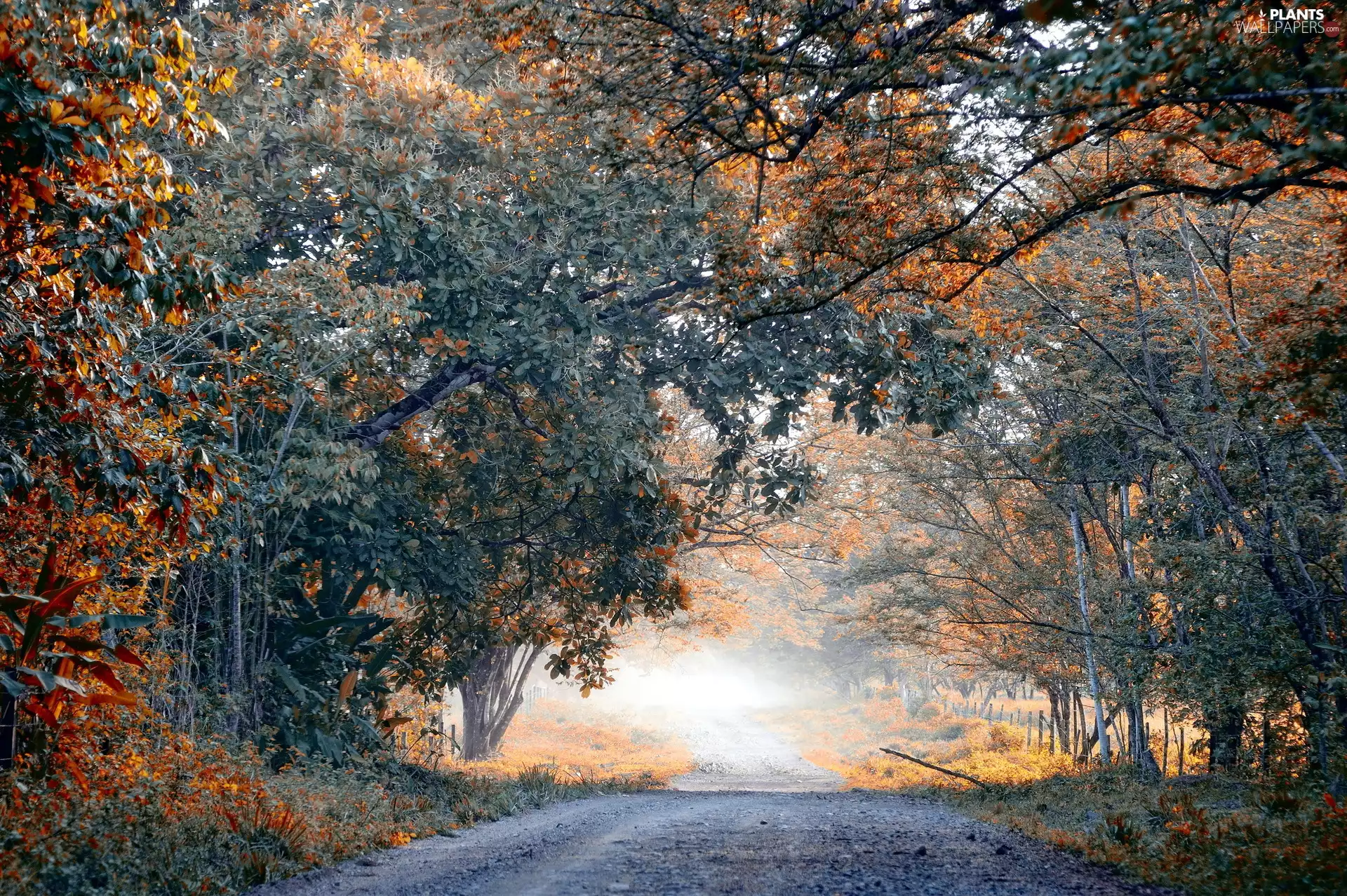 viewes, autumn, Way, fence, Fog, trees