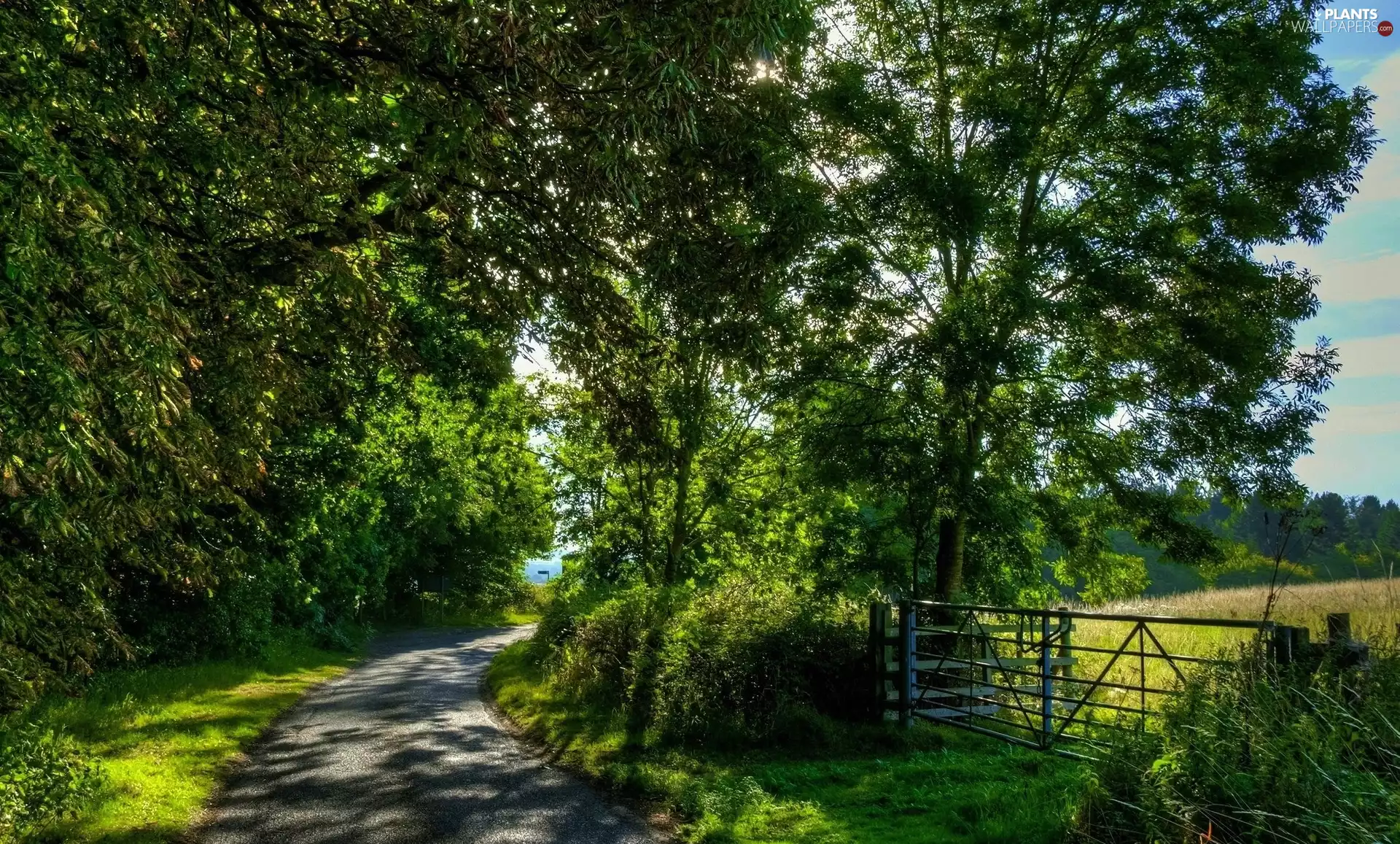 Meadow, fence, trees, viewes, Way