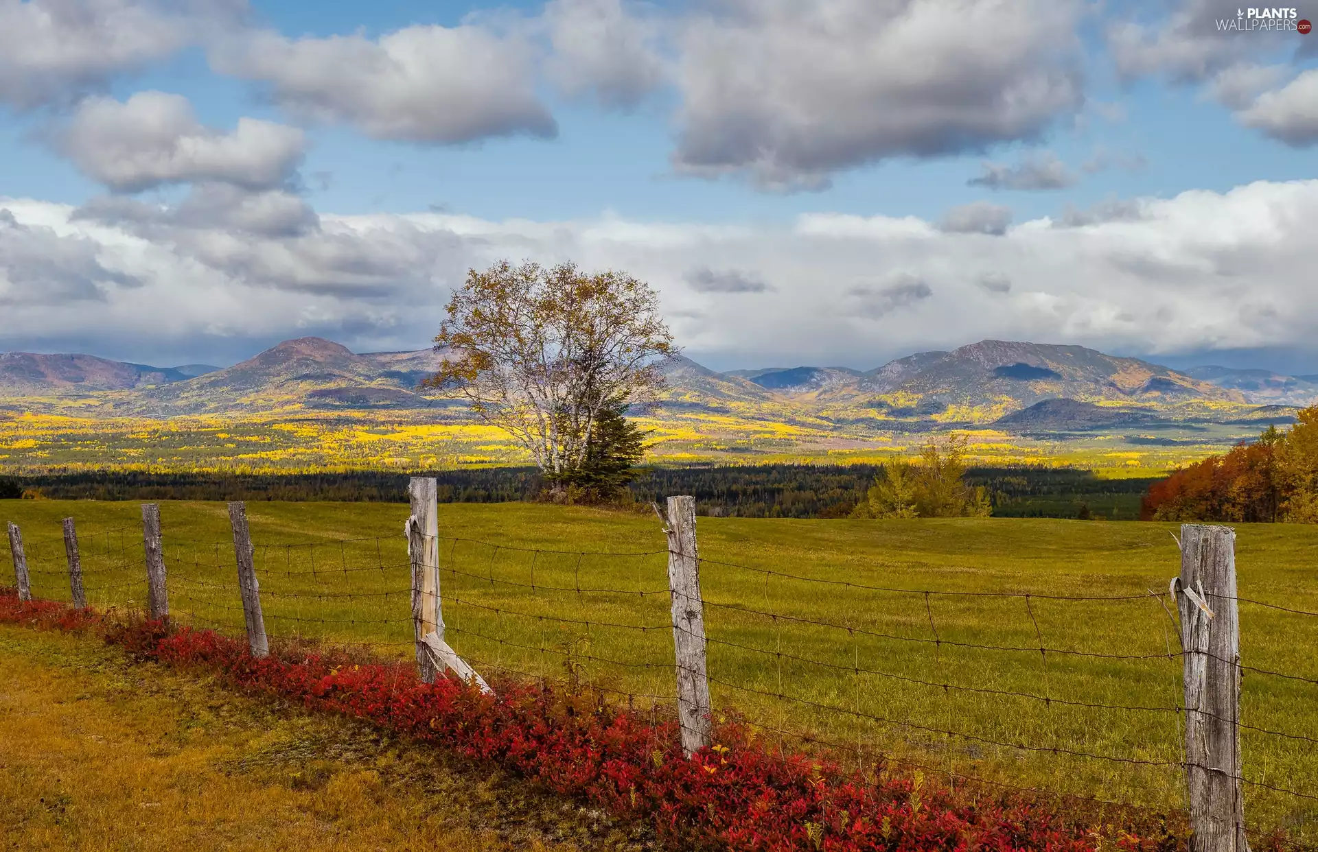 medows, Mountains, VEGETATION, fence, trees, The Hills