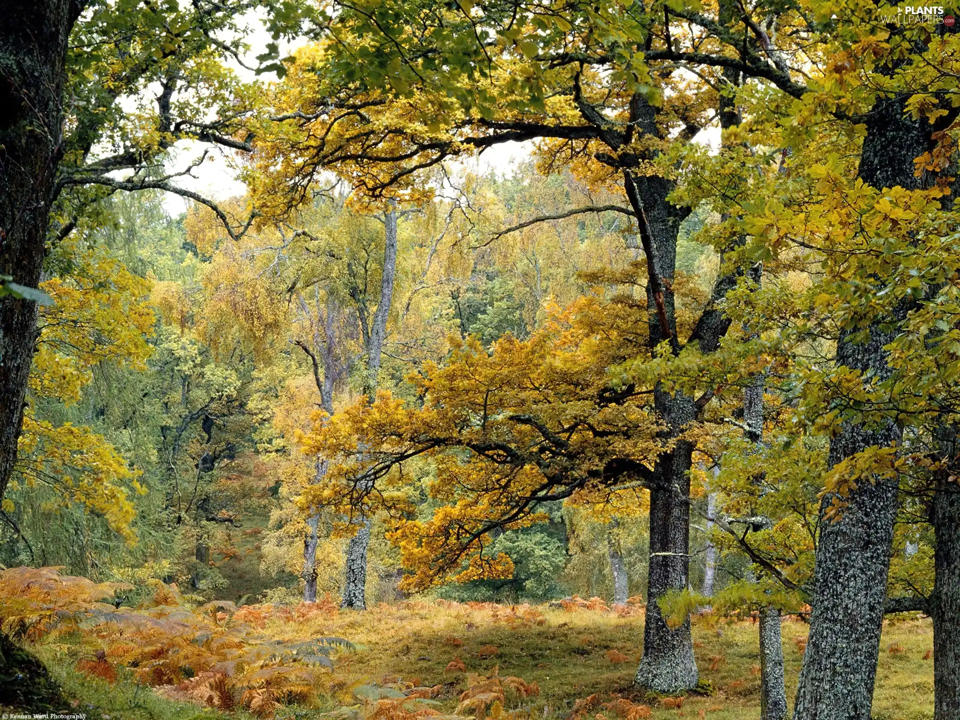 fern, autumn, trees, viewes, forest