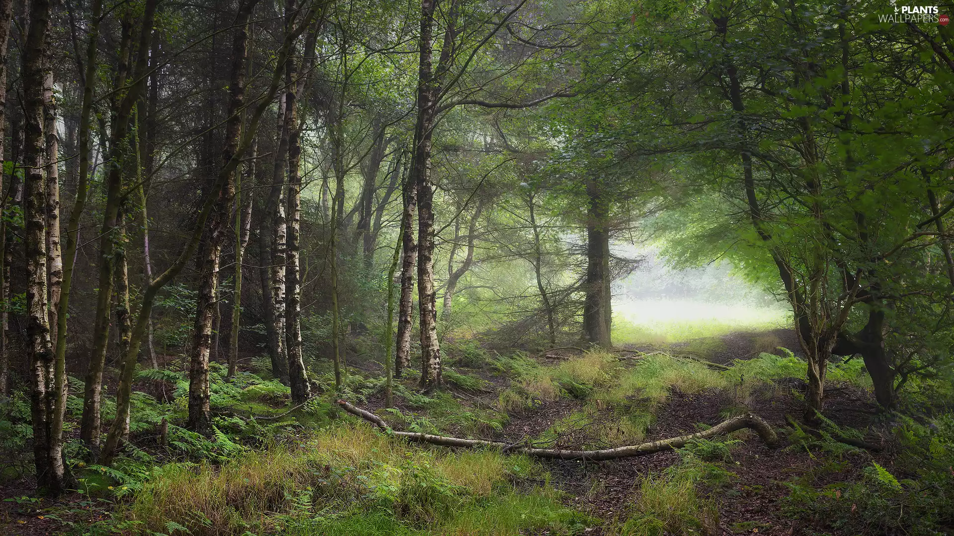 coppice, trees, branches, viewes, forest, birch-tree, fern