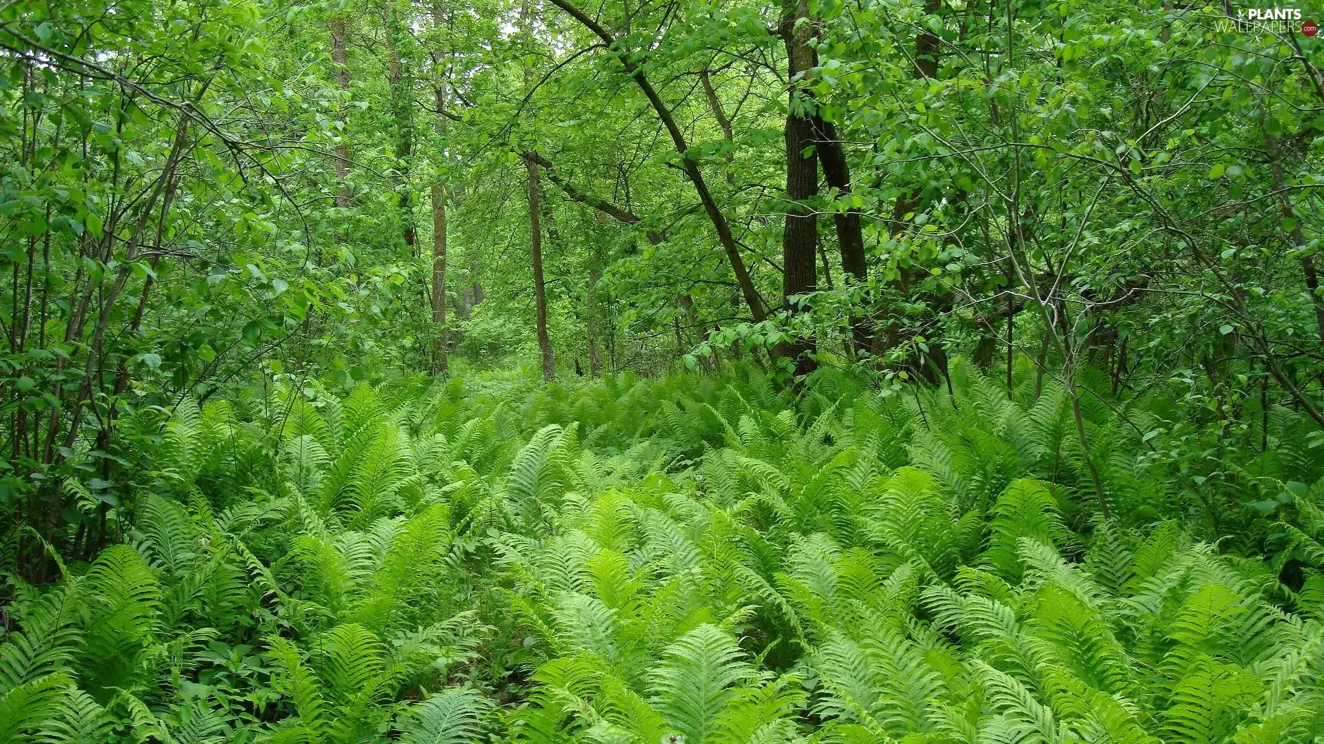 trees, forest, Bush, fern, viewes, green ones