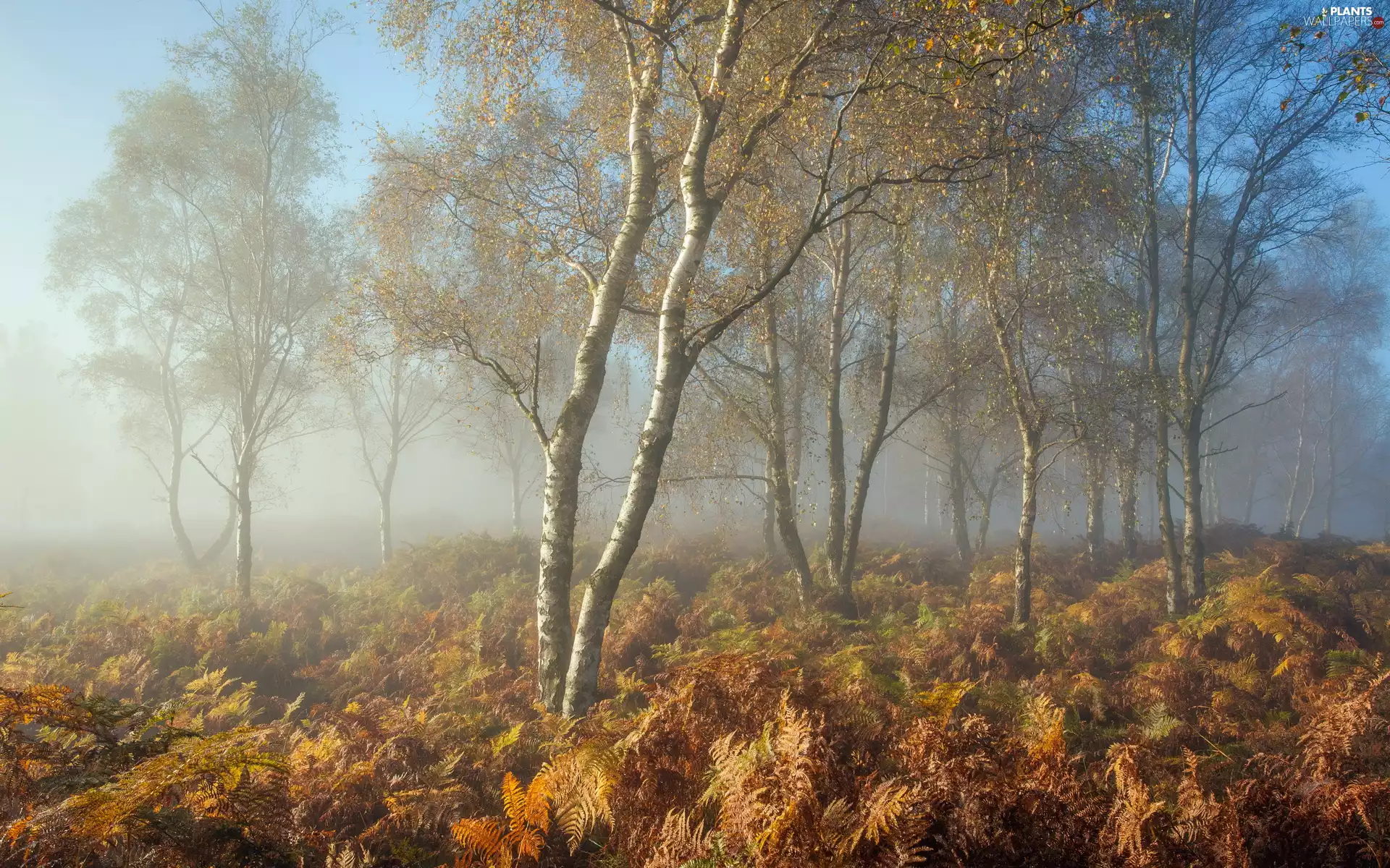birch, fern, Fog, forest, autumn