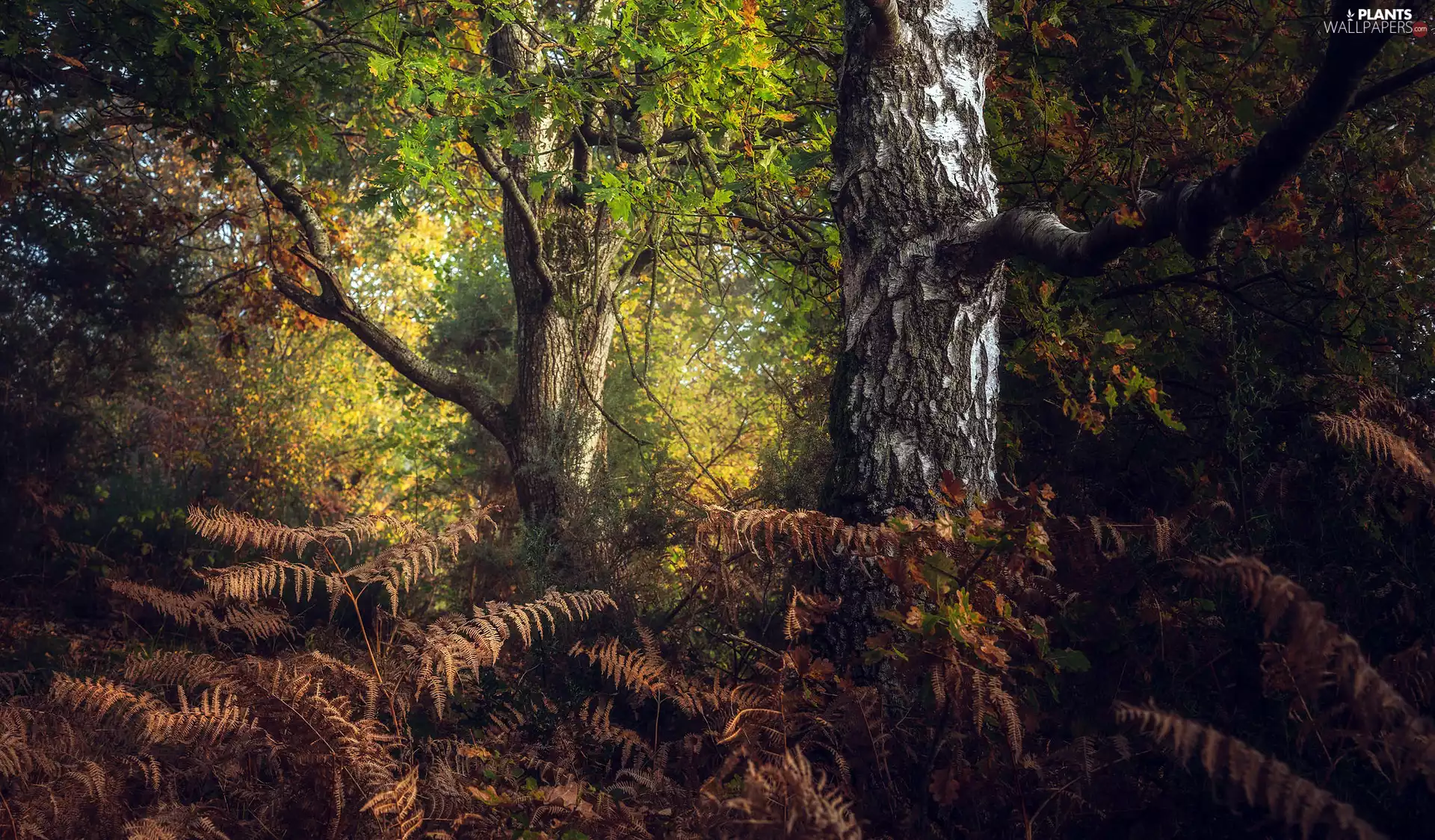 trees, autumn, Leaf, fern, viewes, forest