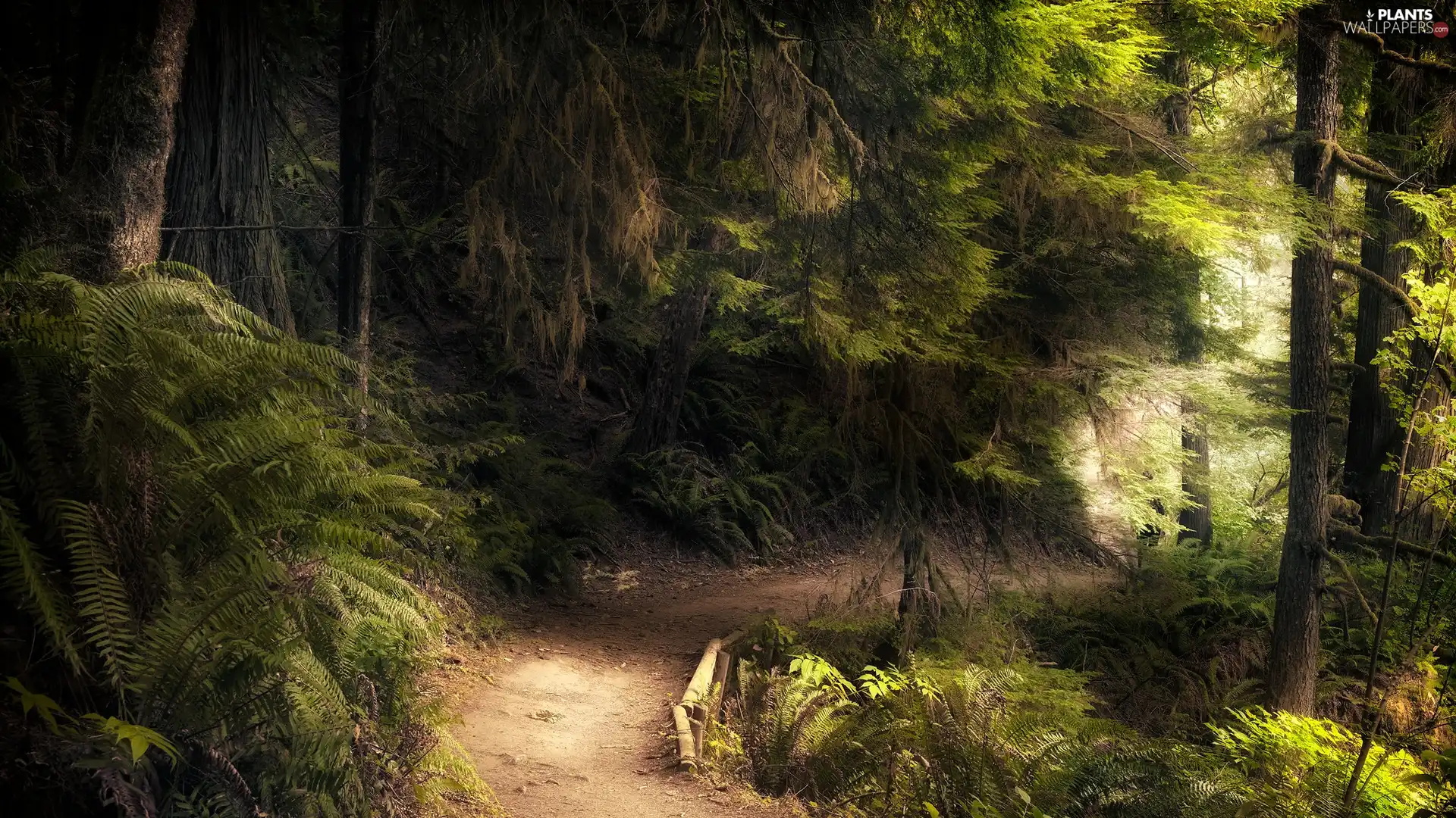 Path, Green, viewes, fern, trees, forest