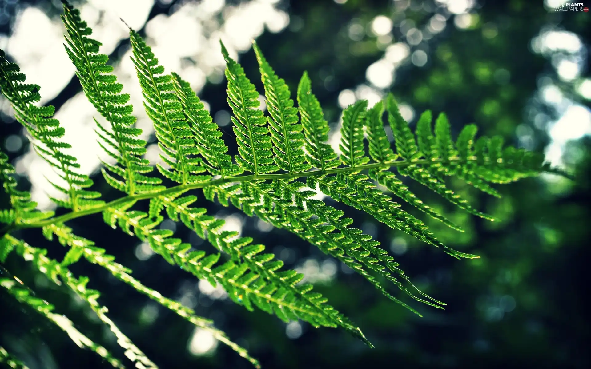 leaf, fern