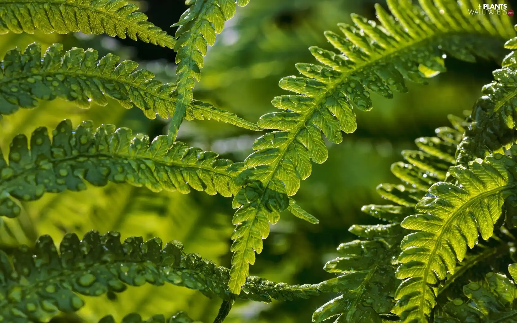 Leaf, fern