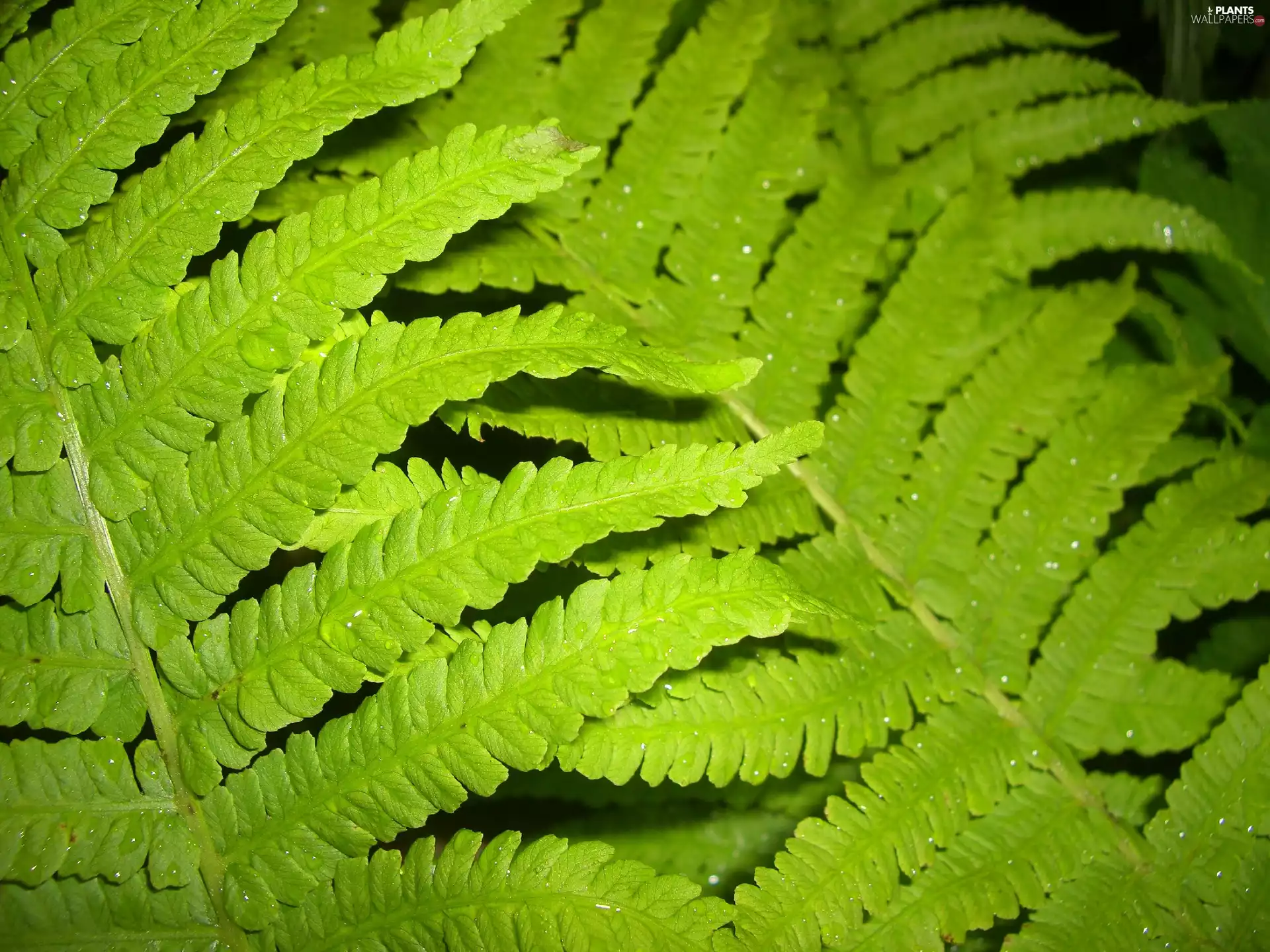 Fern, Leaf