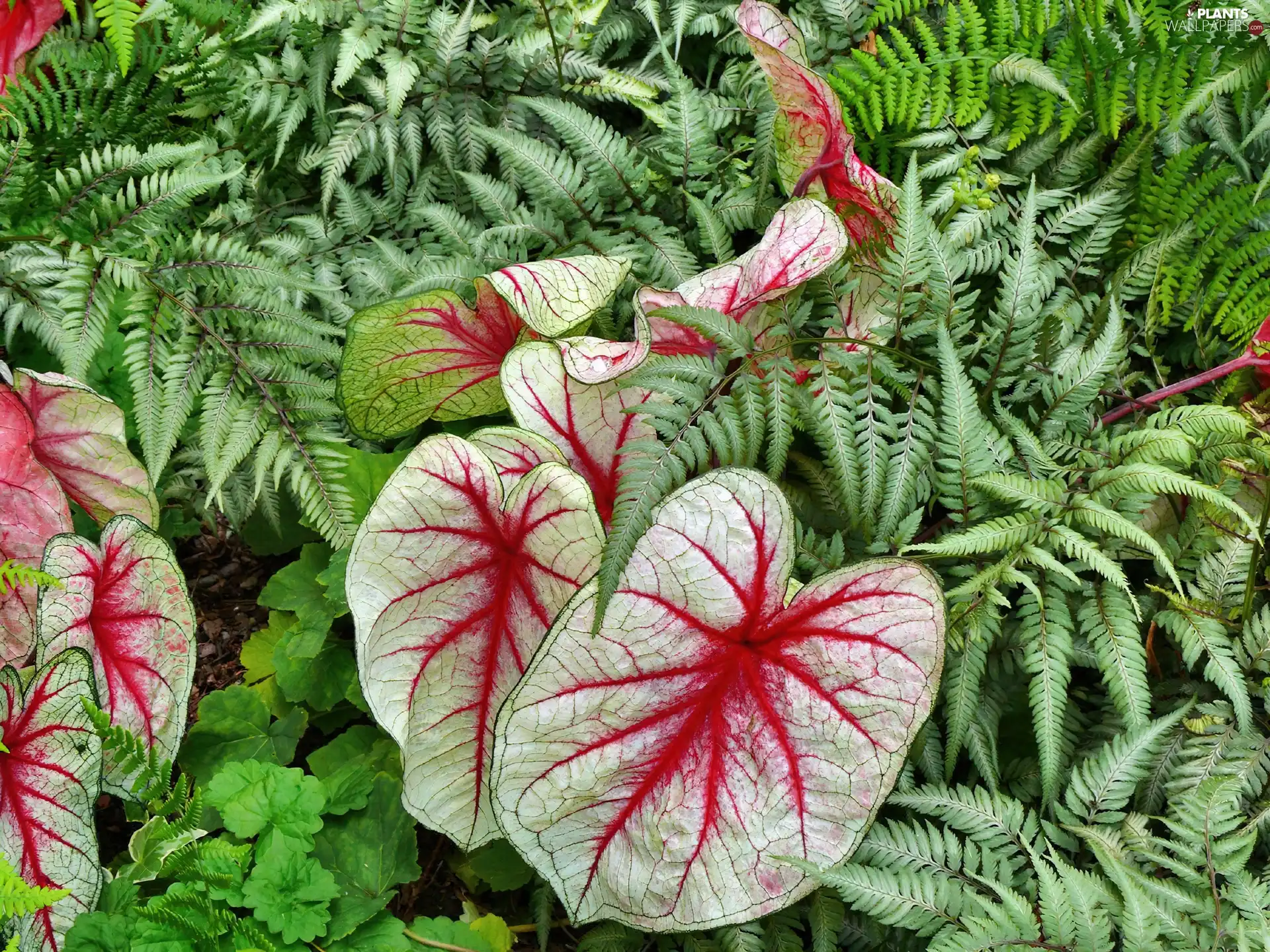 fern, color, Leaf