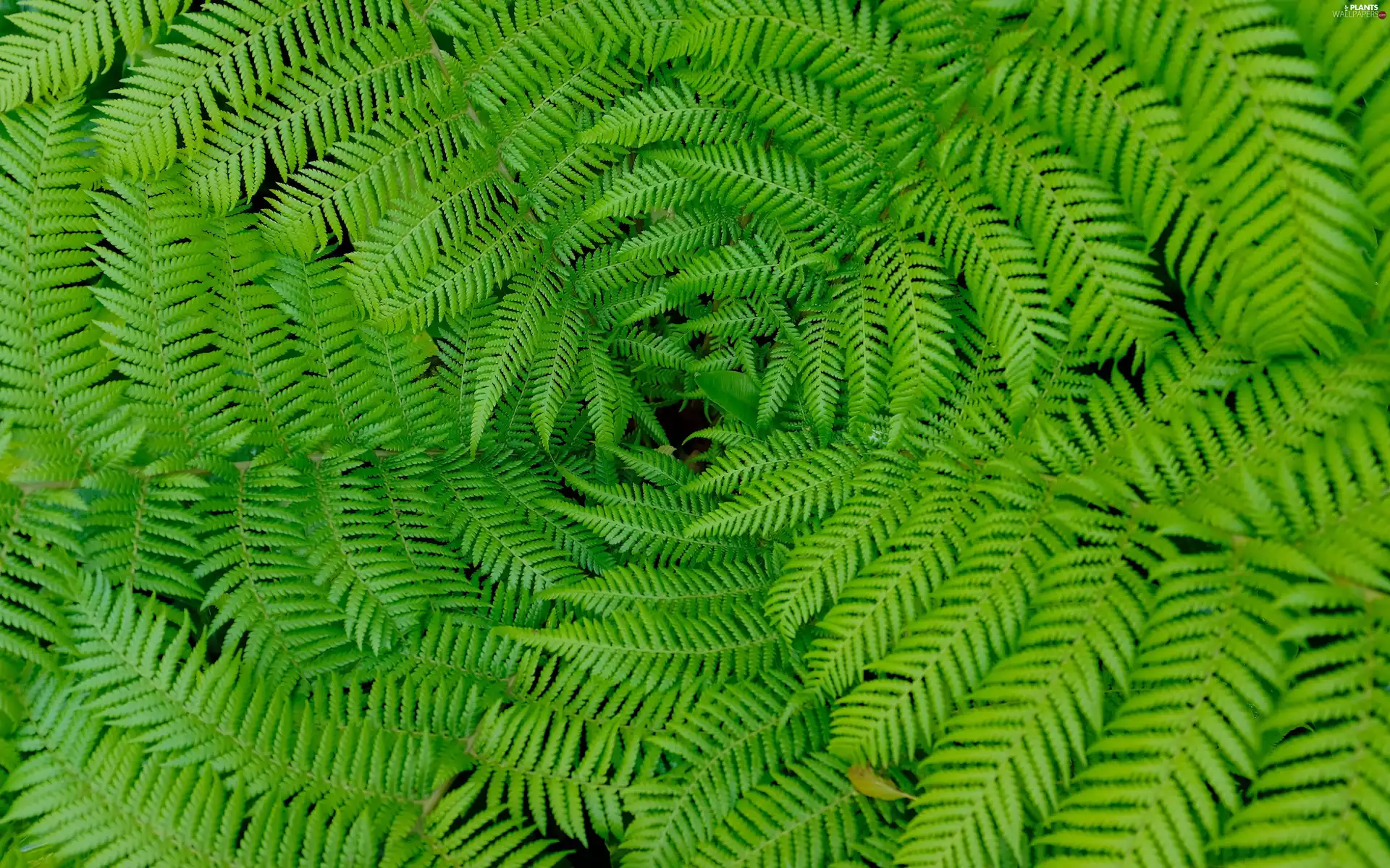 Leaf, green ones, fern