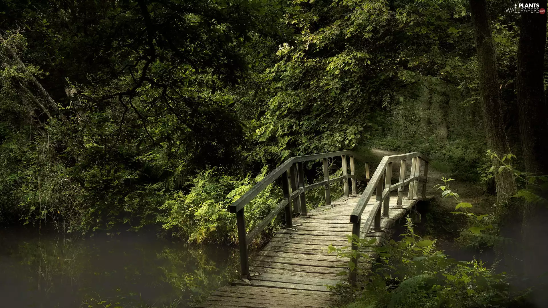 bridges, forest, viewes, fern, trees, River