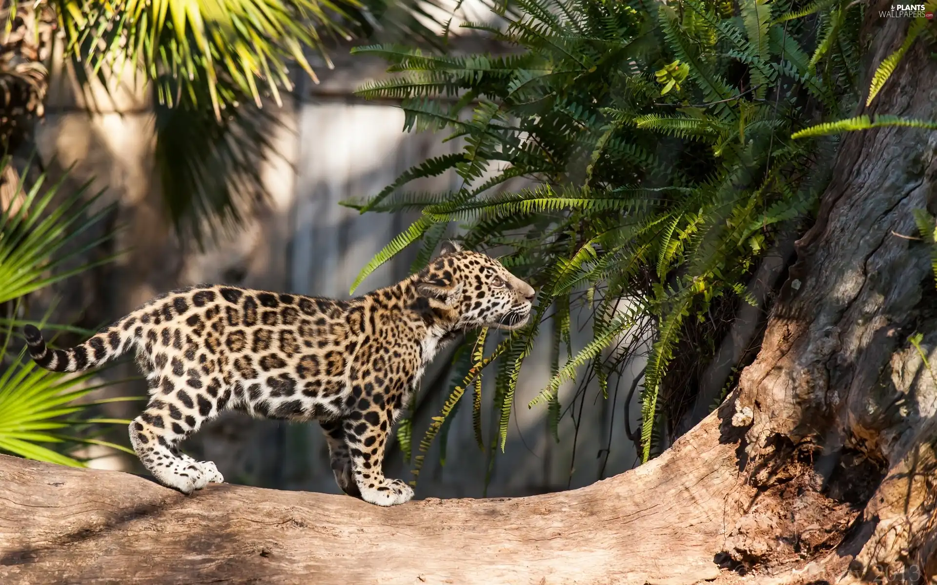 fern, River, Leopards, trees, young