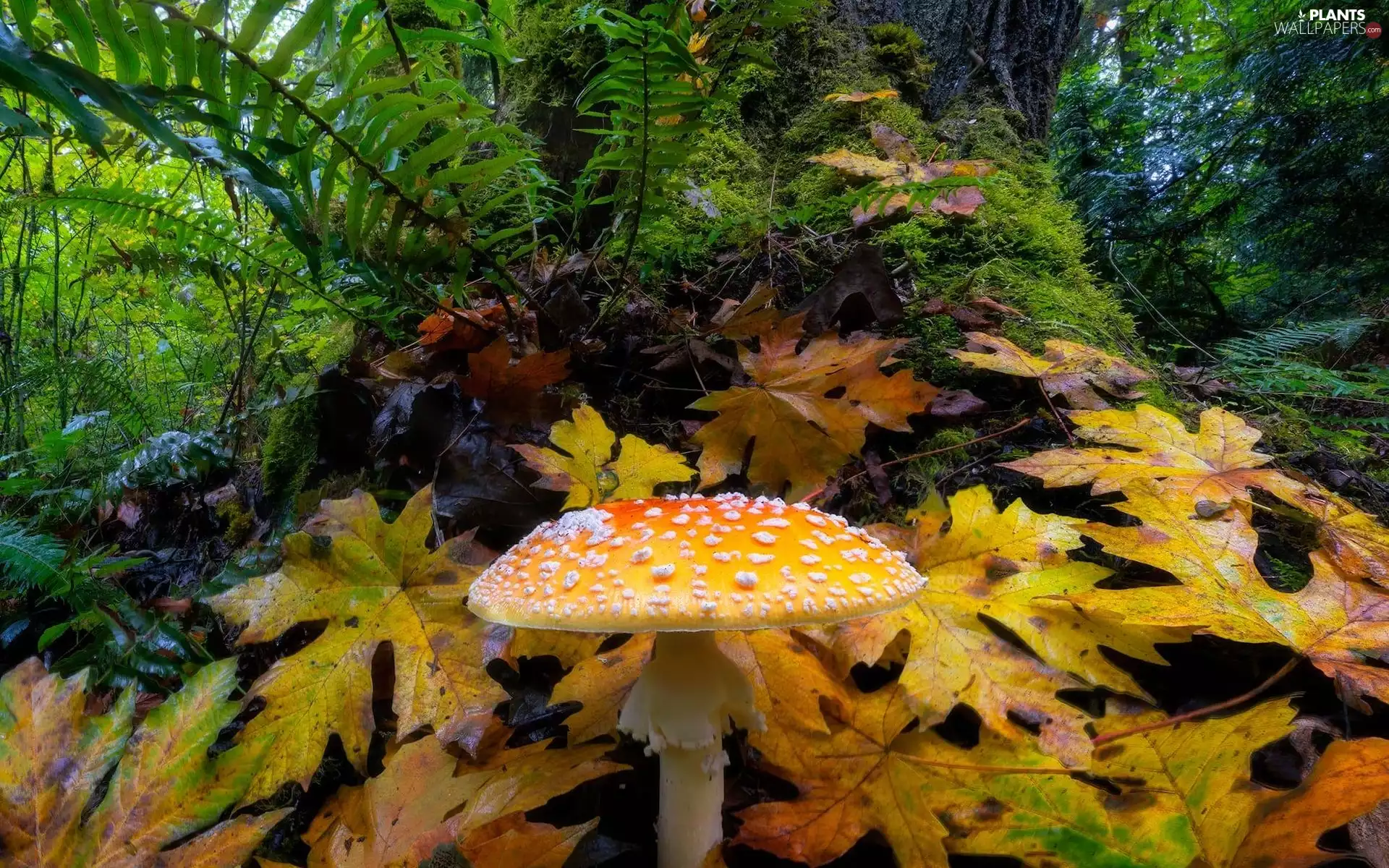 Leaf, fern, toadstool, grass, Mushrooms