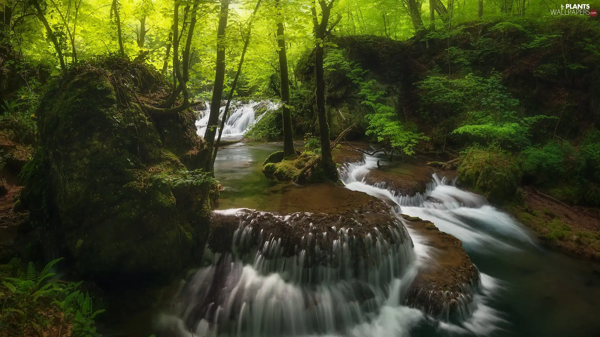 viewes, forest, cascade, fern, River, trees