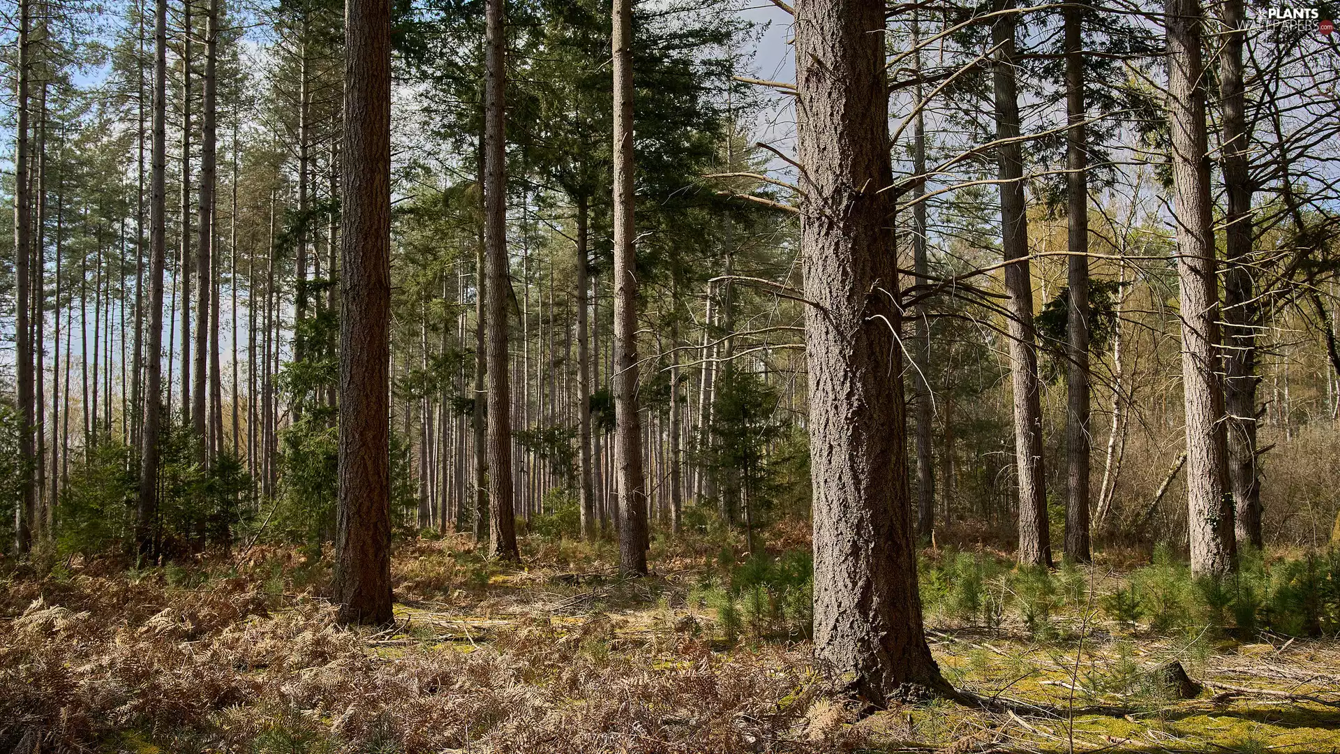 dry, fern, trees, viewes, forest
