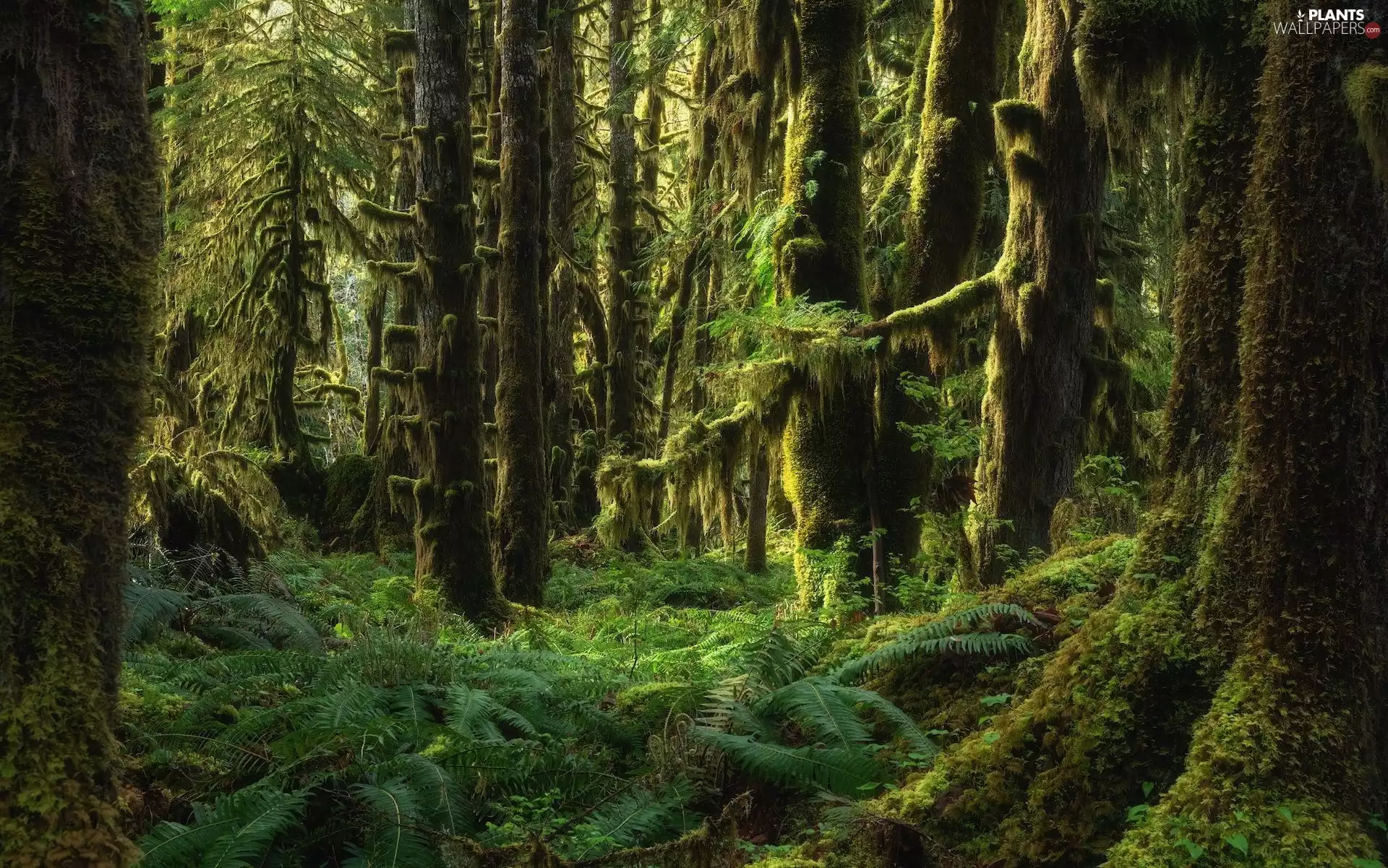mossy, fern, trees, viewes, forest
