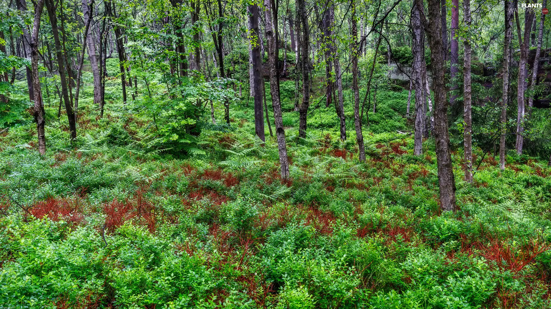 Plants, Fern, trees, viewes, forest