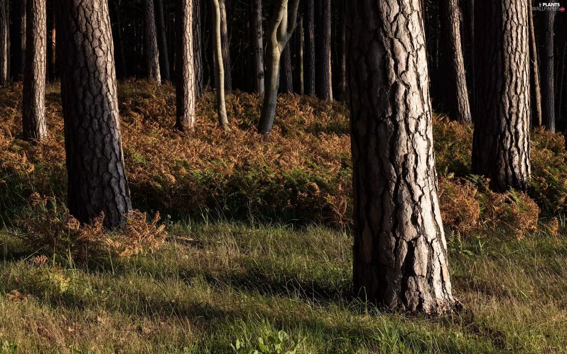 Stems, fern, trees, viewes, forest