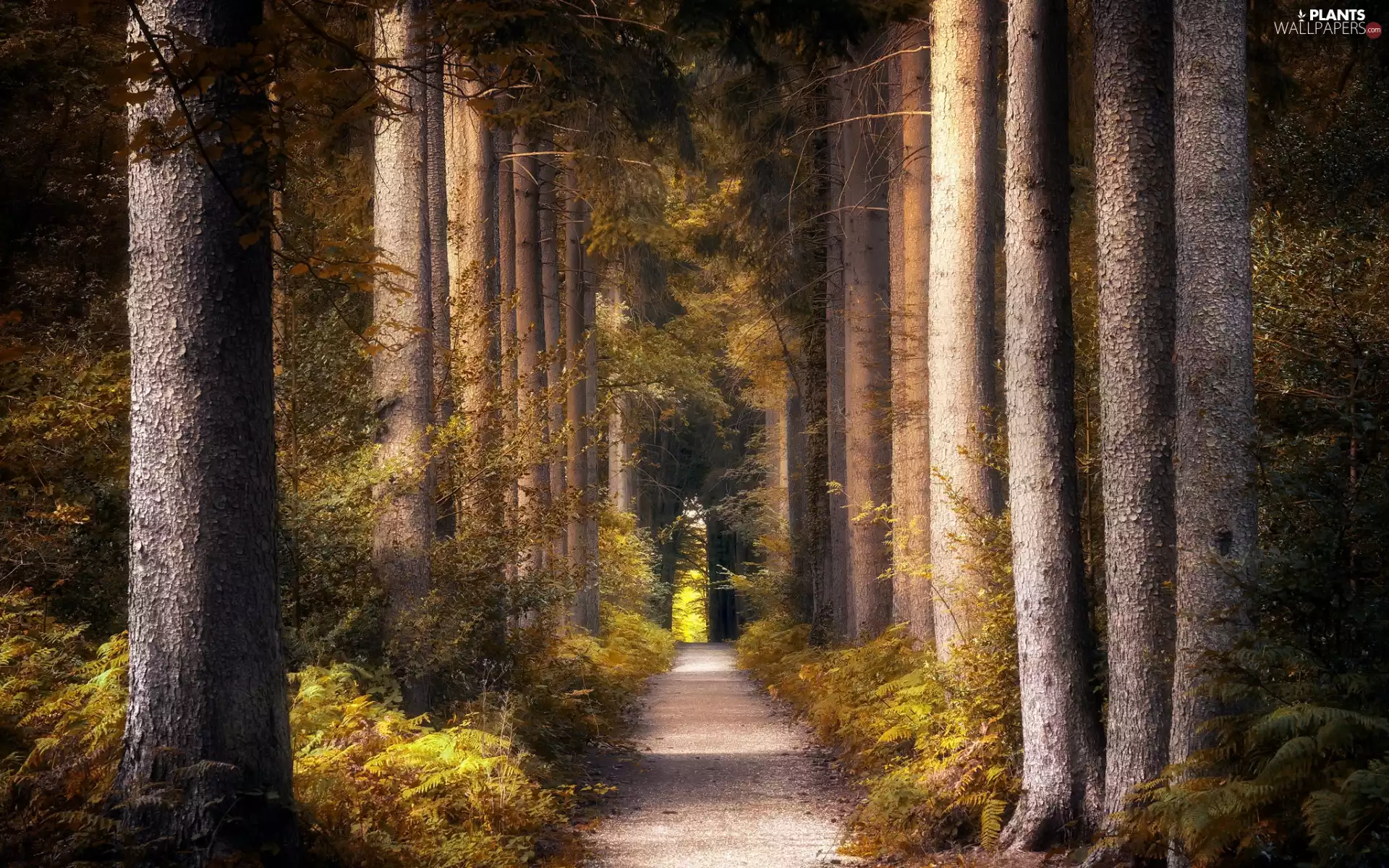 Way, fern, trees, viewes, forest