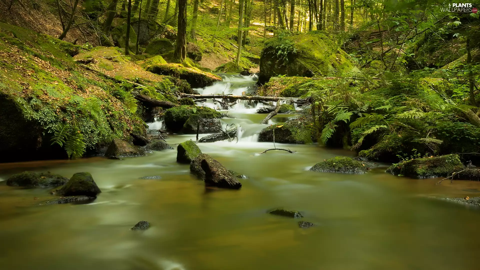 mossy, Stones, viewes, forest, trees, River, stream, fern