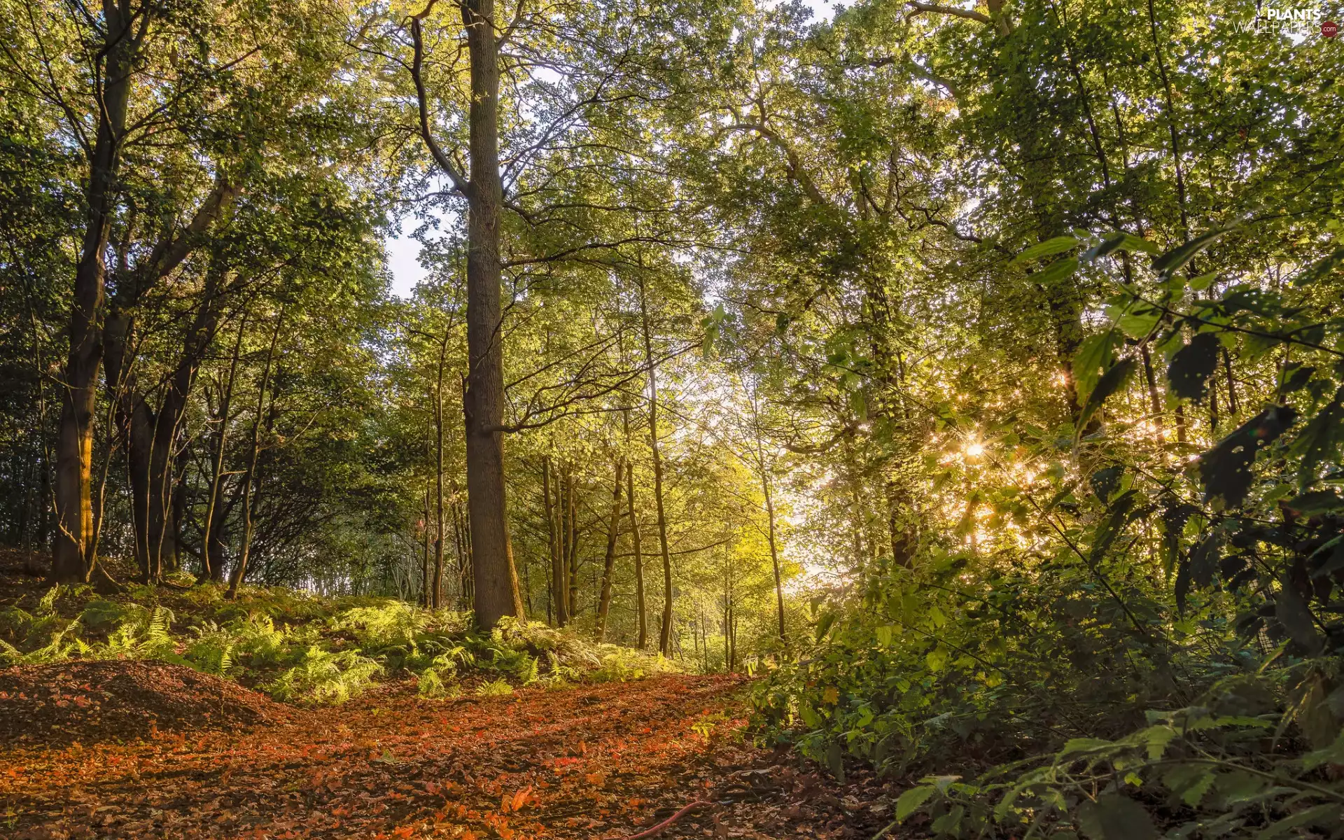 trees, forest, Way, fern, viewes, green ones