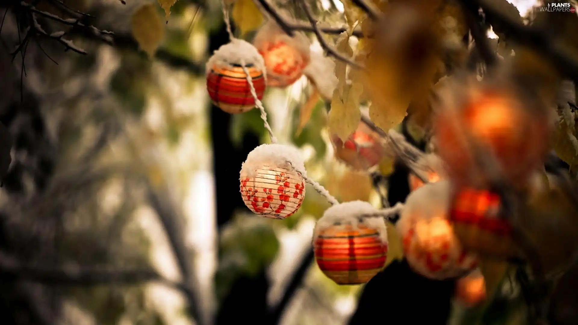 trees, Decorated, festively decorated