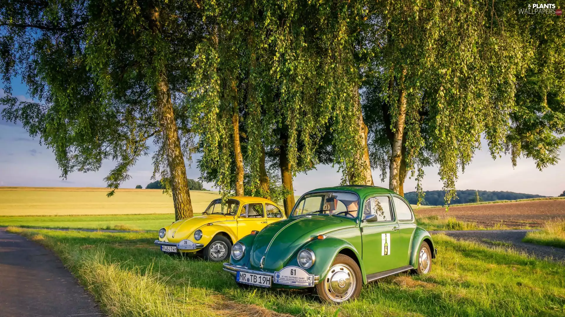 New Beetles, cars, field, Way, birch, Volkswagen