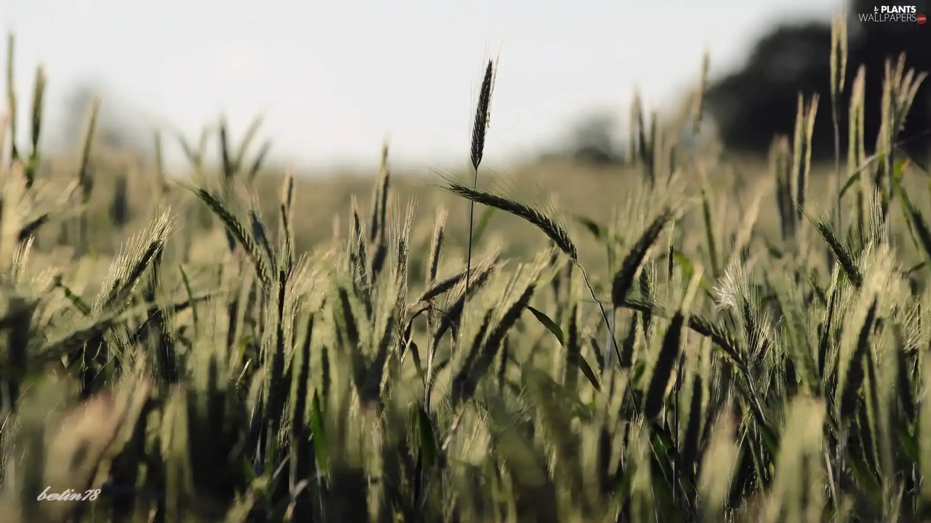 Field, Lany, cereals