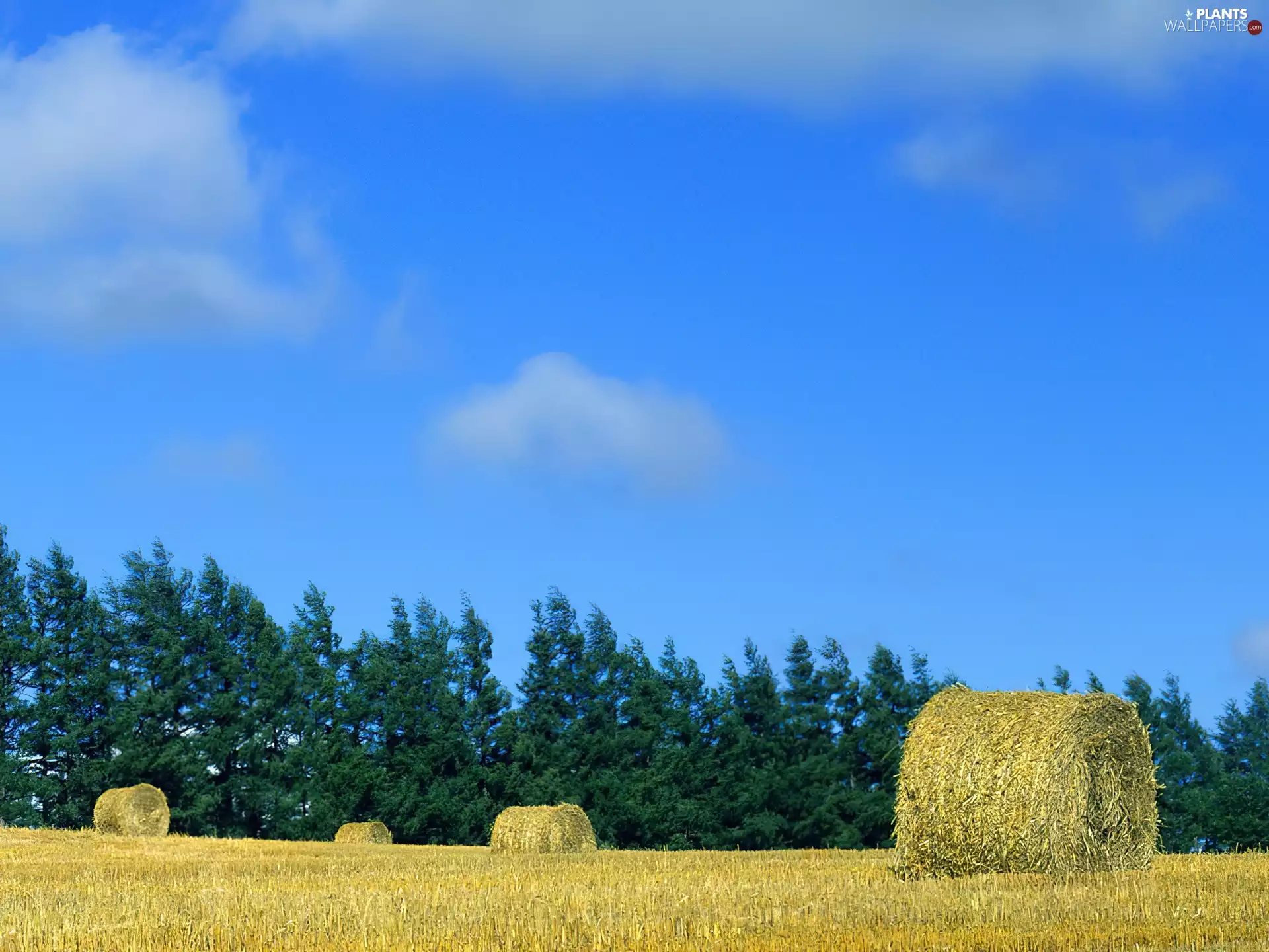 Field, sheaves, cereals