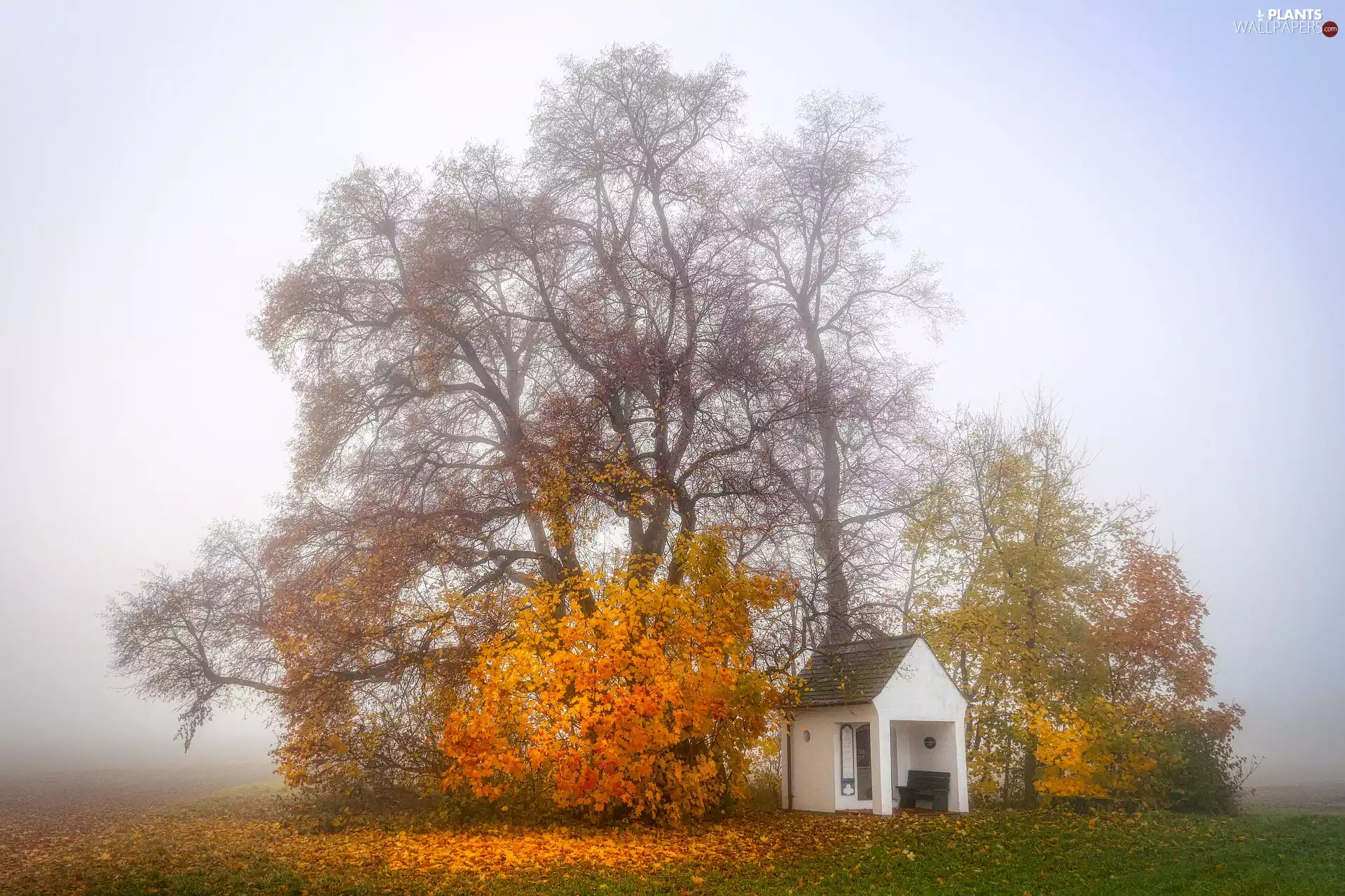 trees, autumn, Fog, Field, viewes, chapel