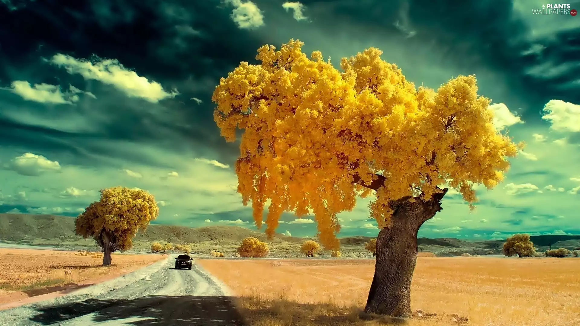 trees, viewes, clouds, Way, Black, flourishing, Yellow, field