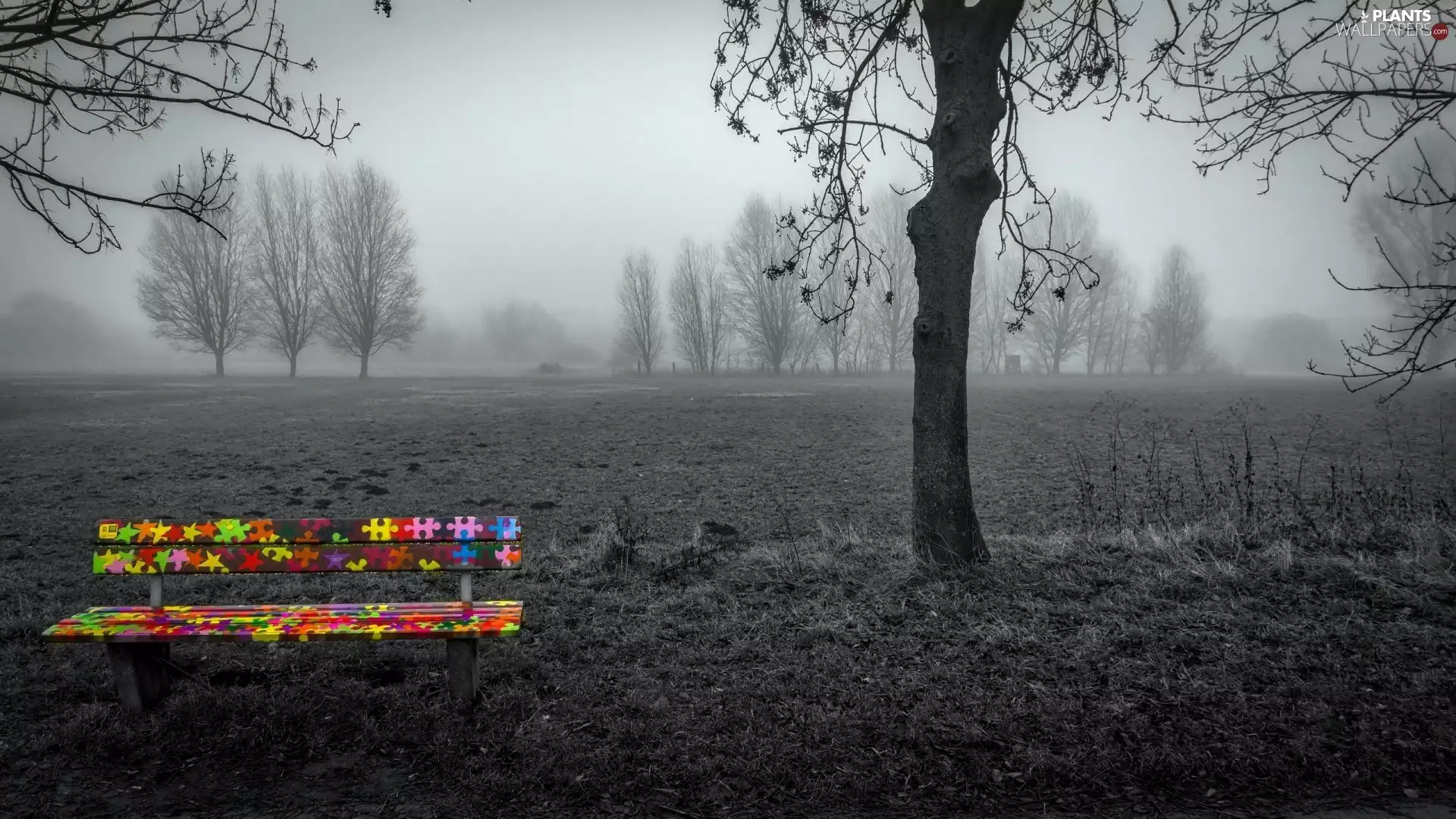 Field, Bench, viewes, Black and white, Coloured, trees, Fog