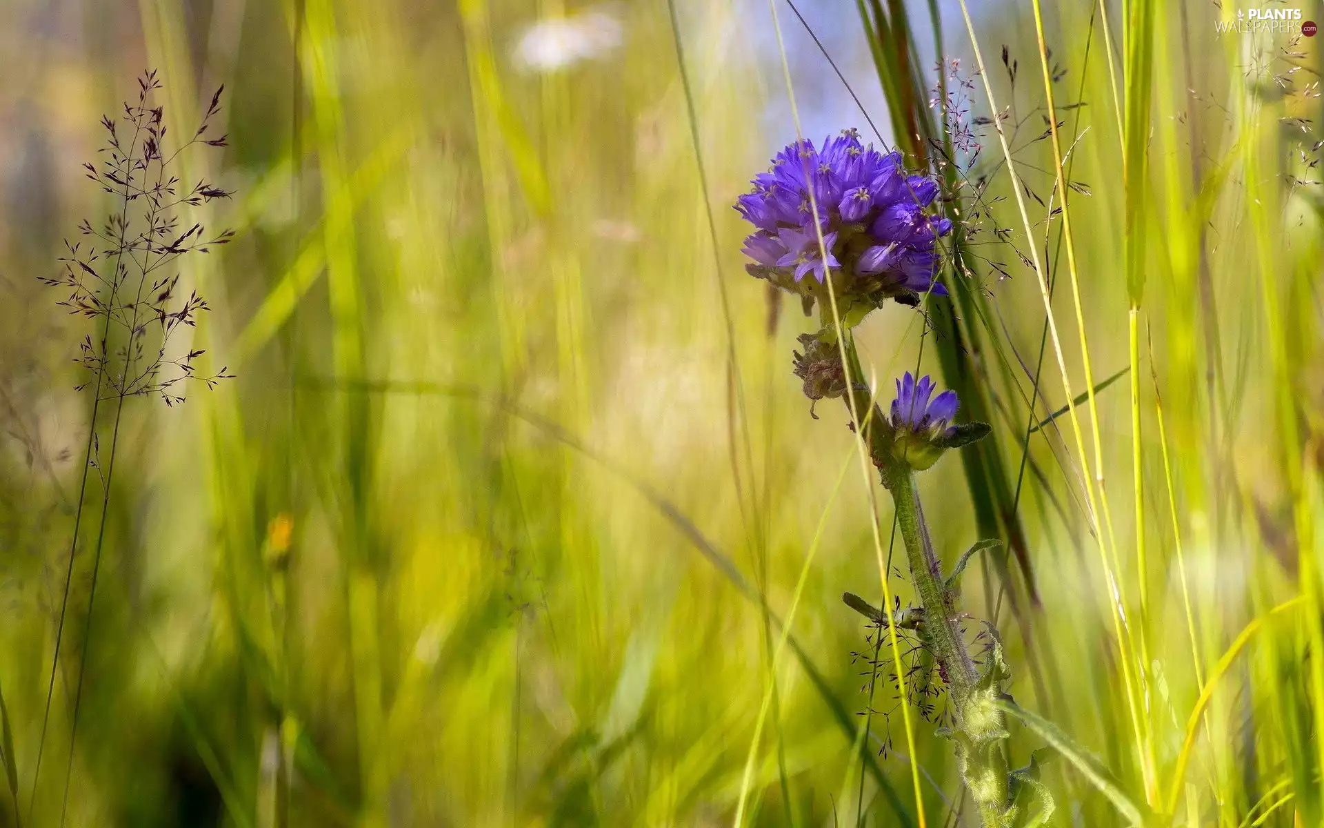 Colourfull Flowers, grass, field
