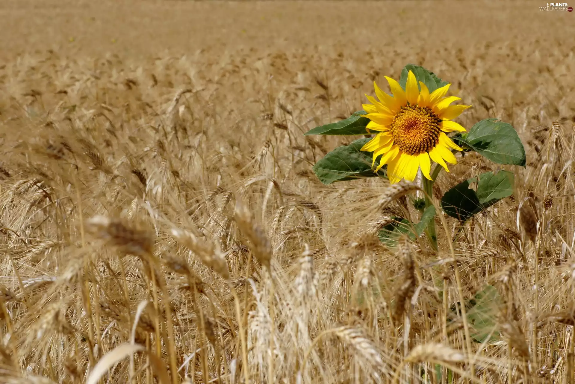 Field, Sunflower, corn