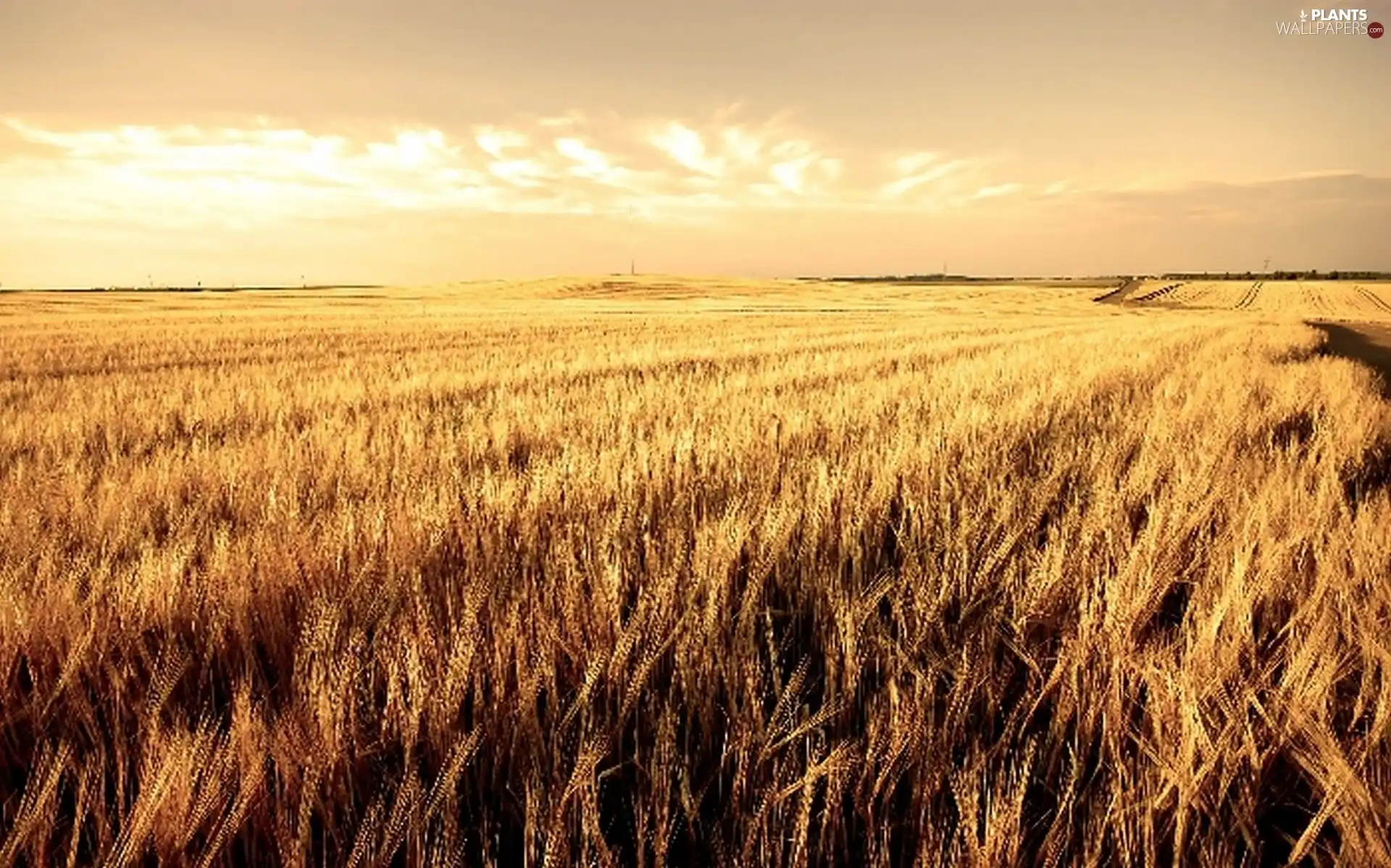 corn, Field