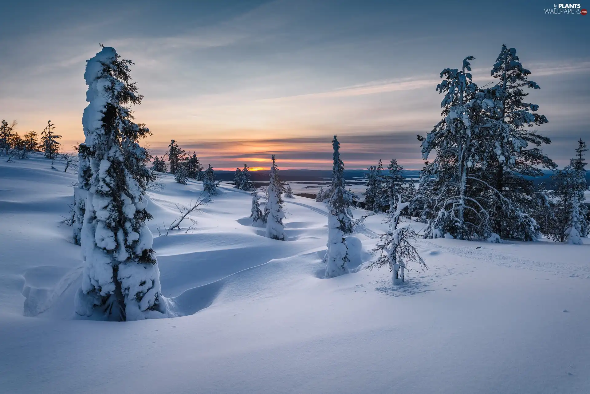 viewes, snow, drifts, trees, winter, Great Sunsets, Field