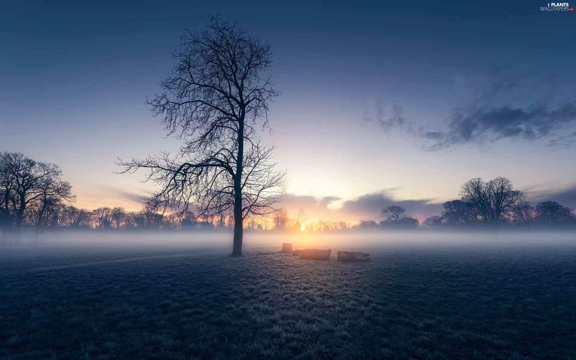 viewes, Field, Fog, trees, Sunrise