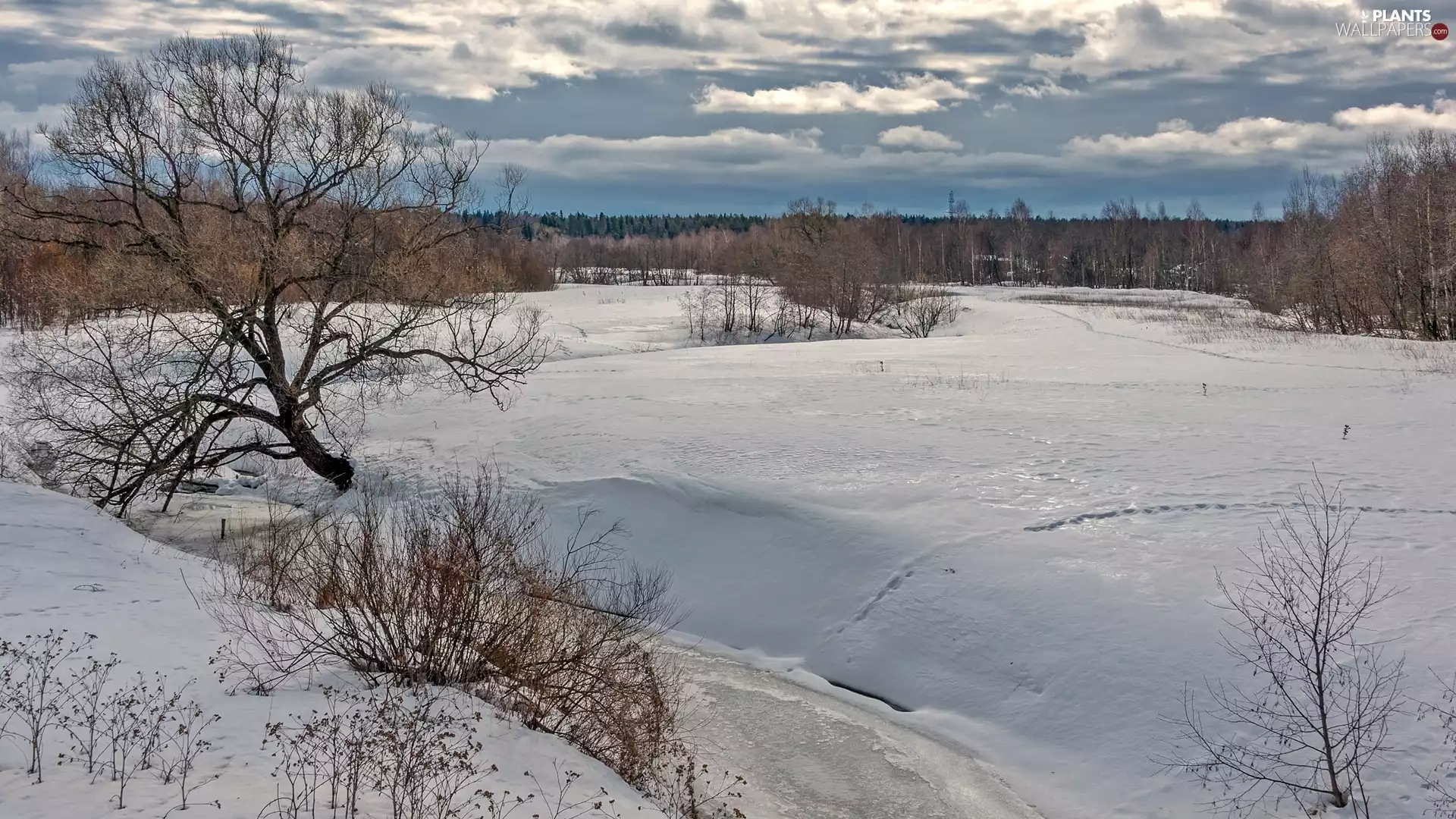trees, winter, River, Field, viewes, forest