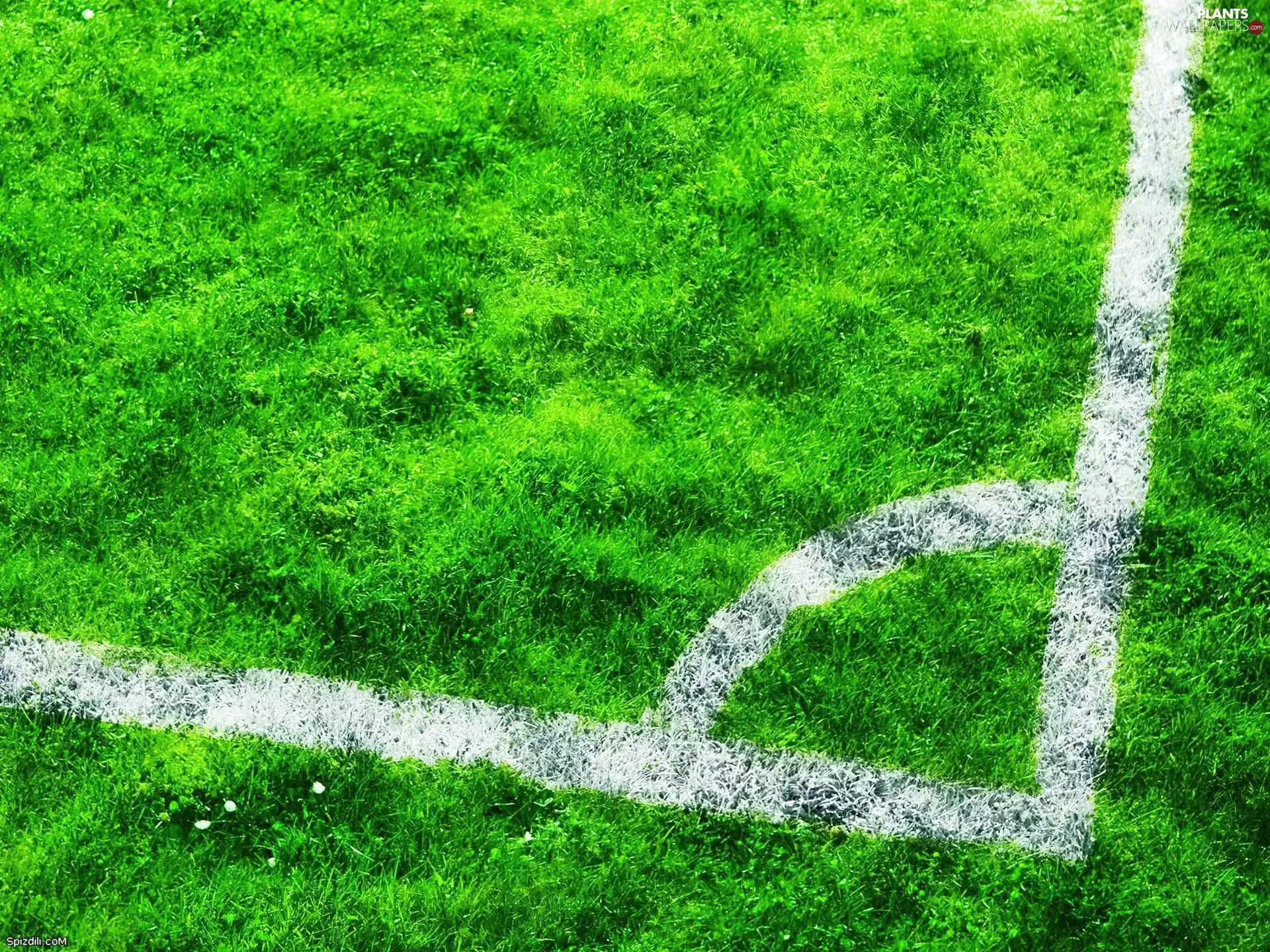 Playing Field, grass, Line, grass