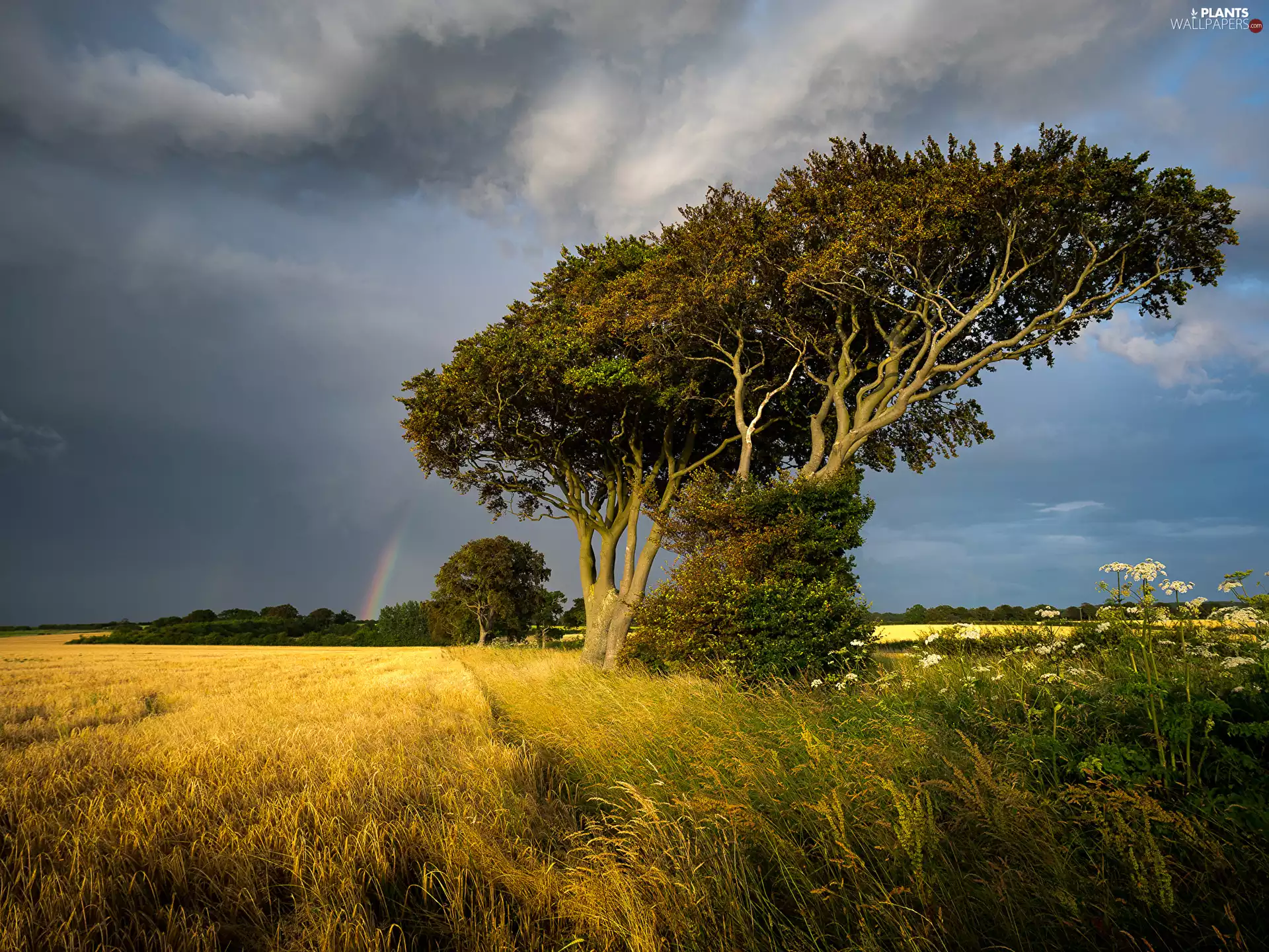 Field, Norfolk County, grass, Thornham Village, England, trees, Great Rainbows