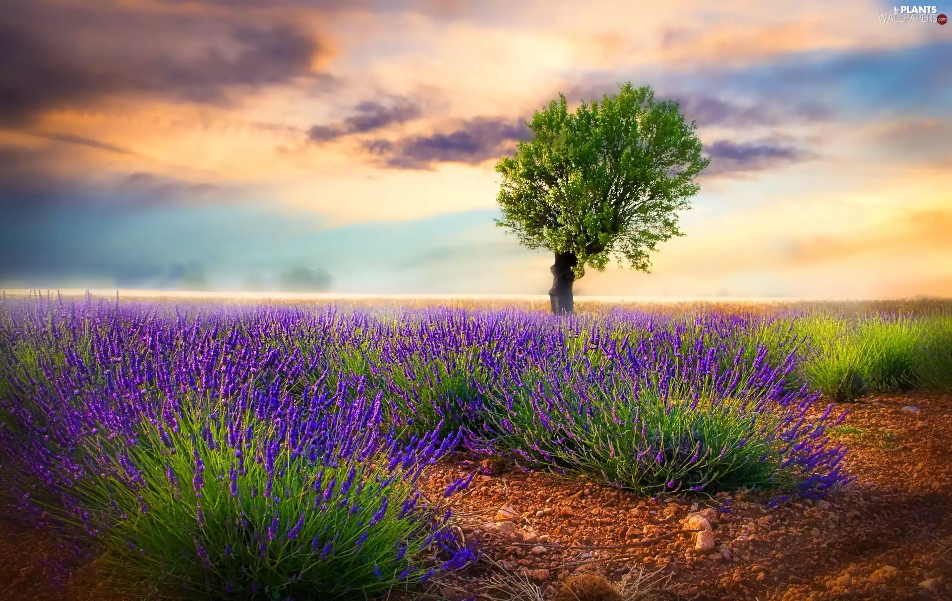 lavender, trees, clouds, Field