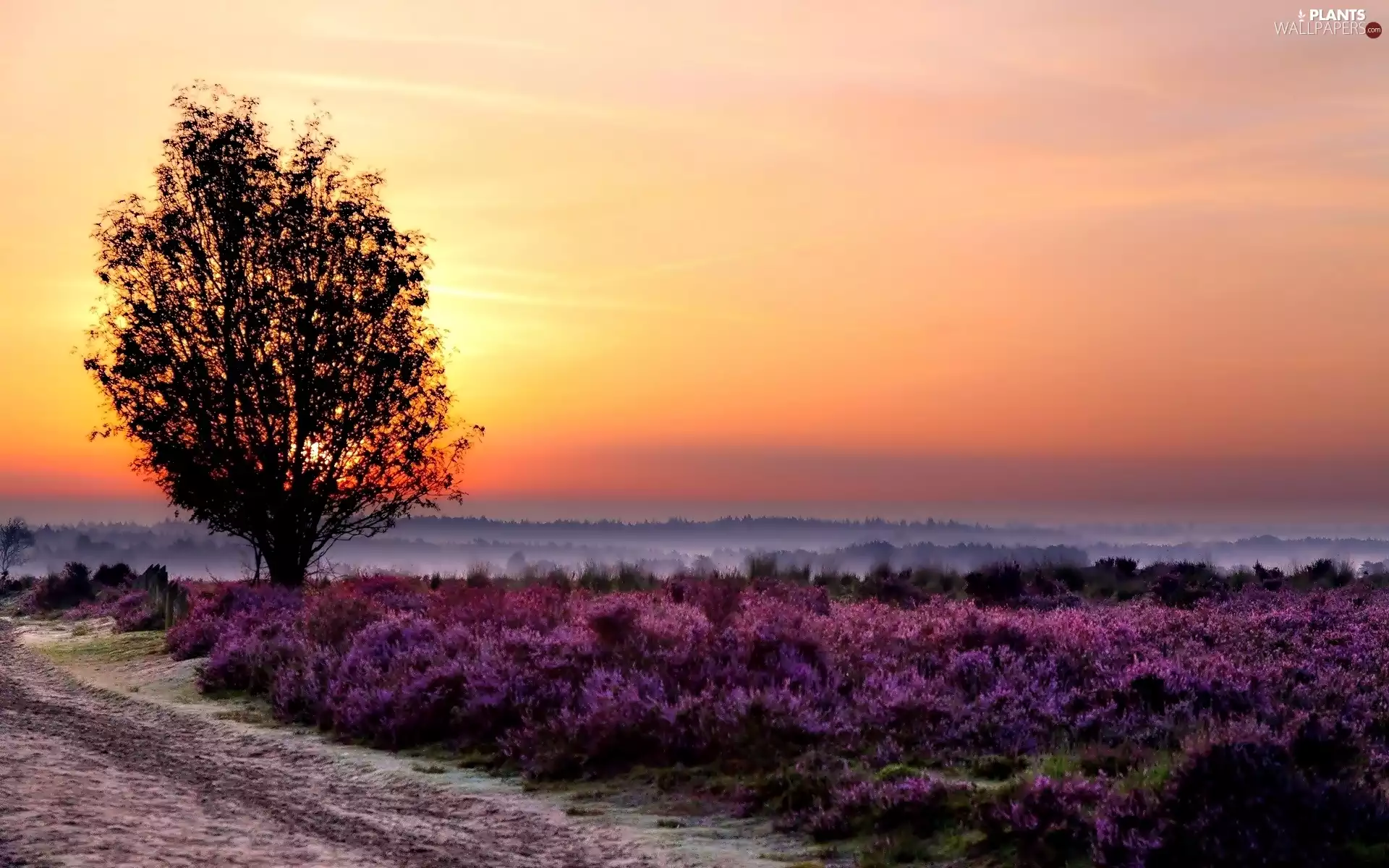 Great Sunsets, Fog, Field, trees, lavender