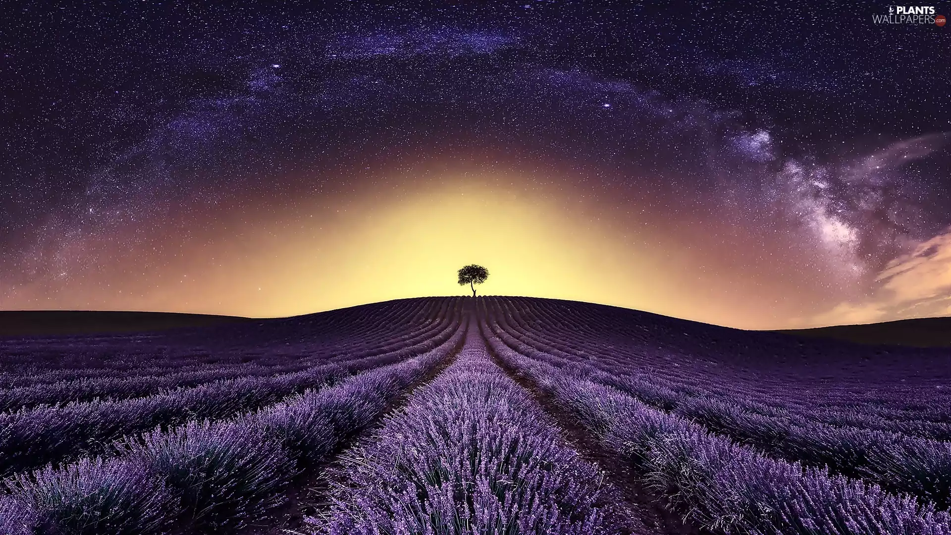 lavender, trees, Sky, Field