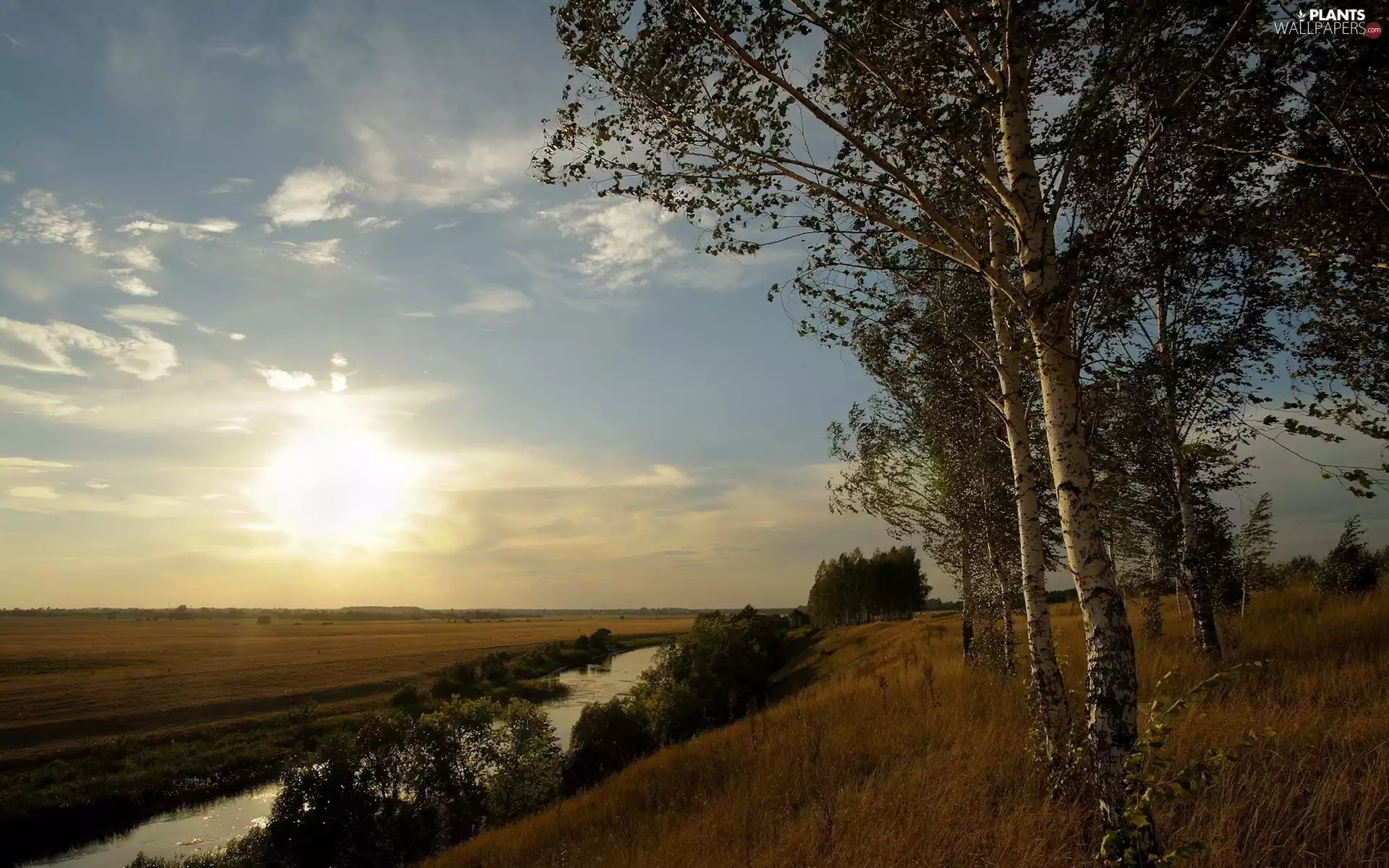 field, River, medows, birch, flash, luminosity, ligh, sun, Przebijające